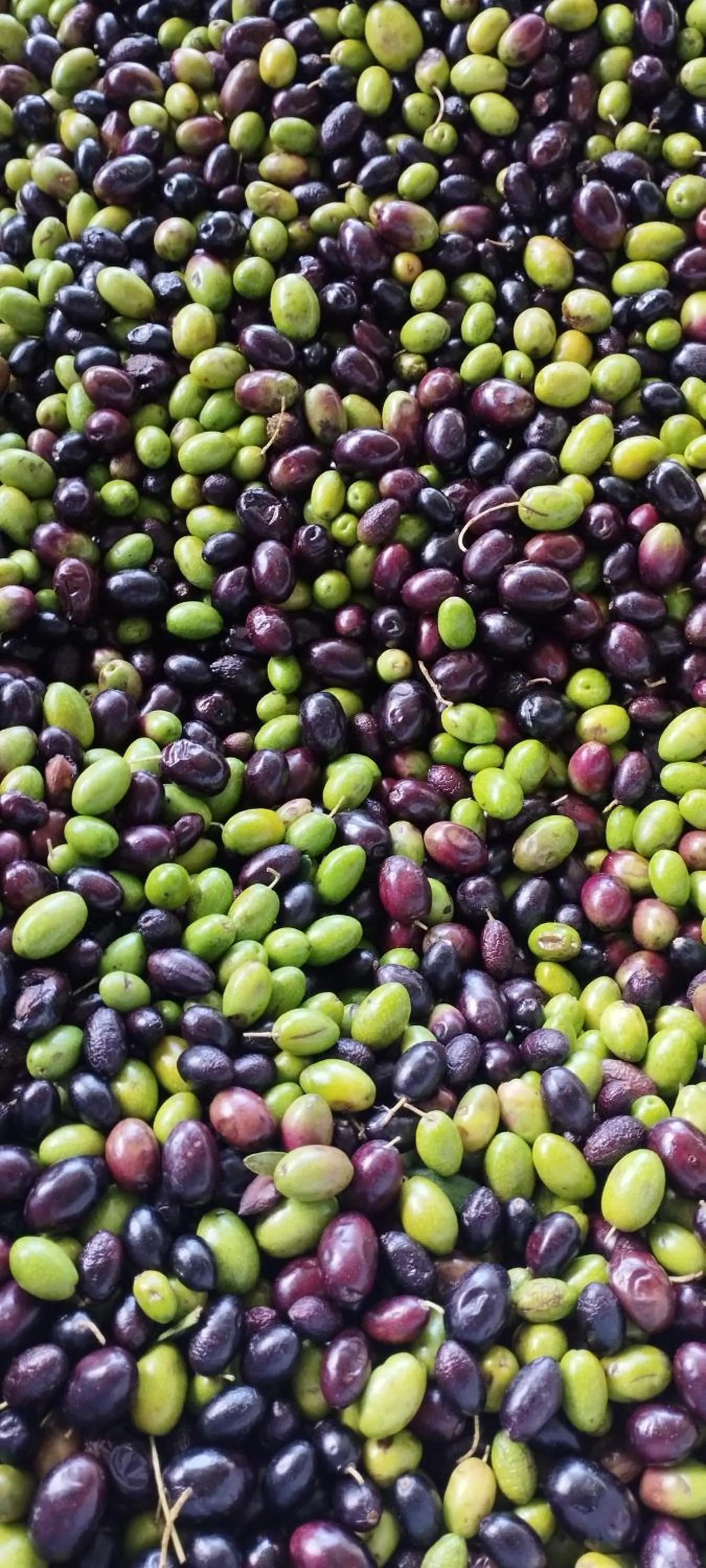 Property building in Villa Erry