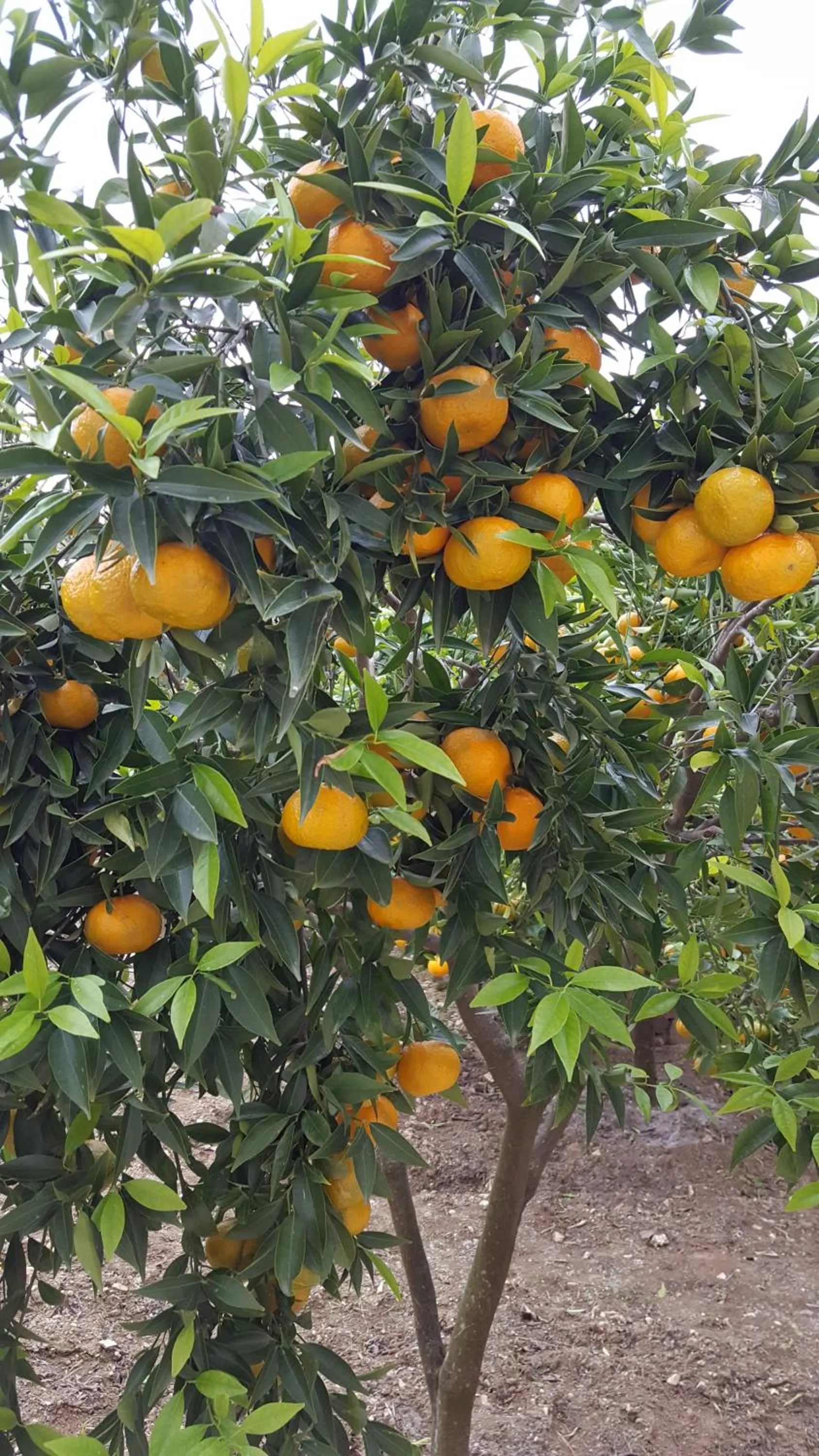 Garden in Villa Erry