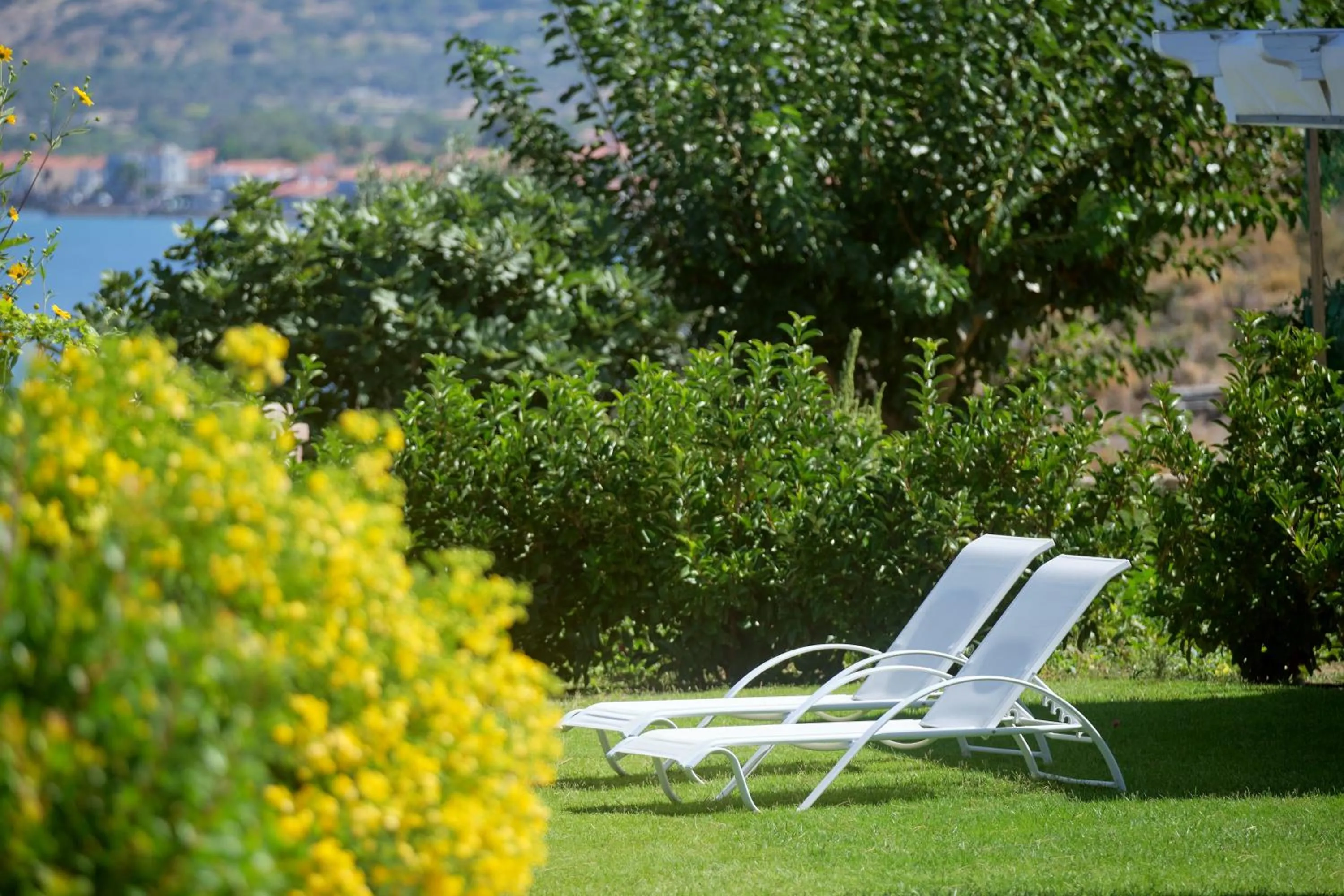 Day in Little Bird Lesvos