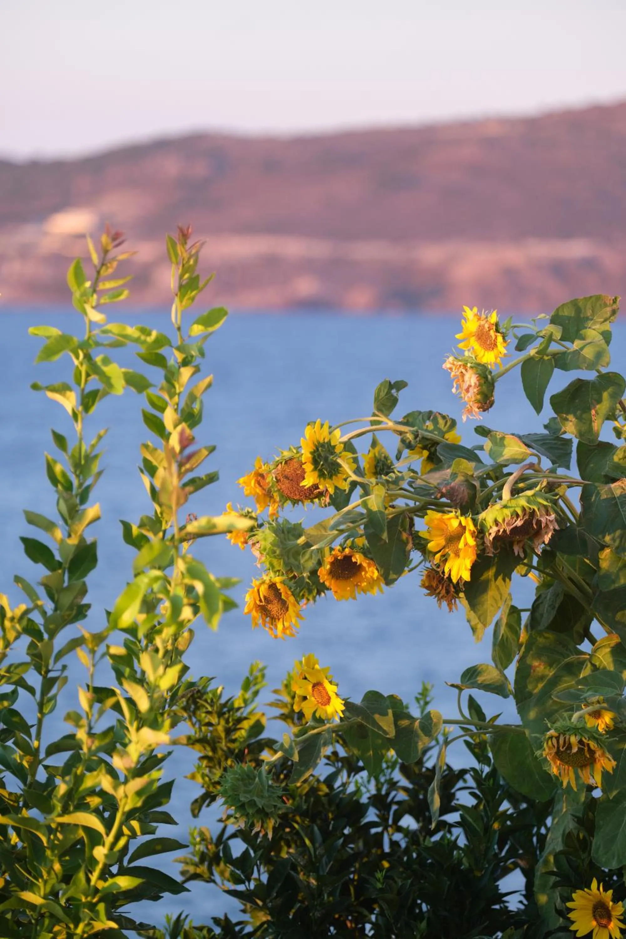 Garden in Little Bird Lesvos