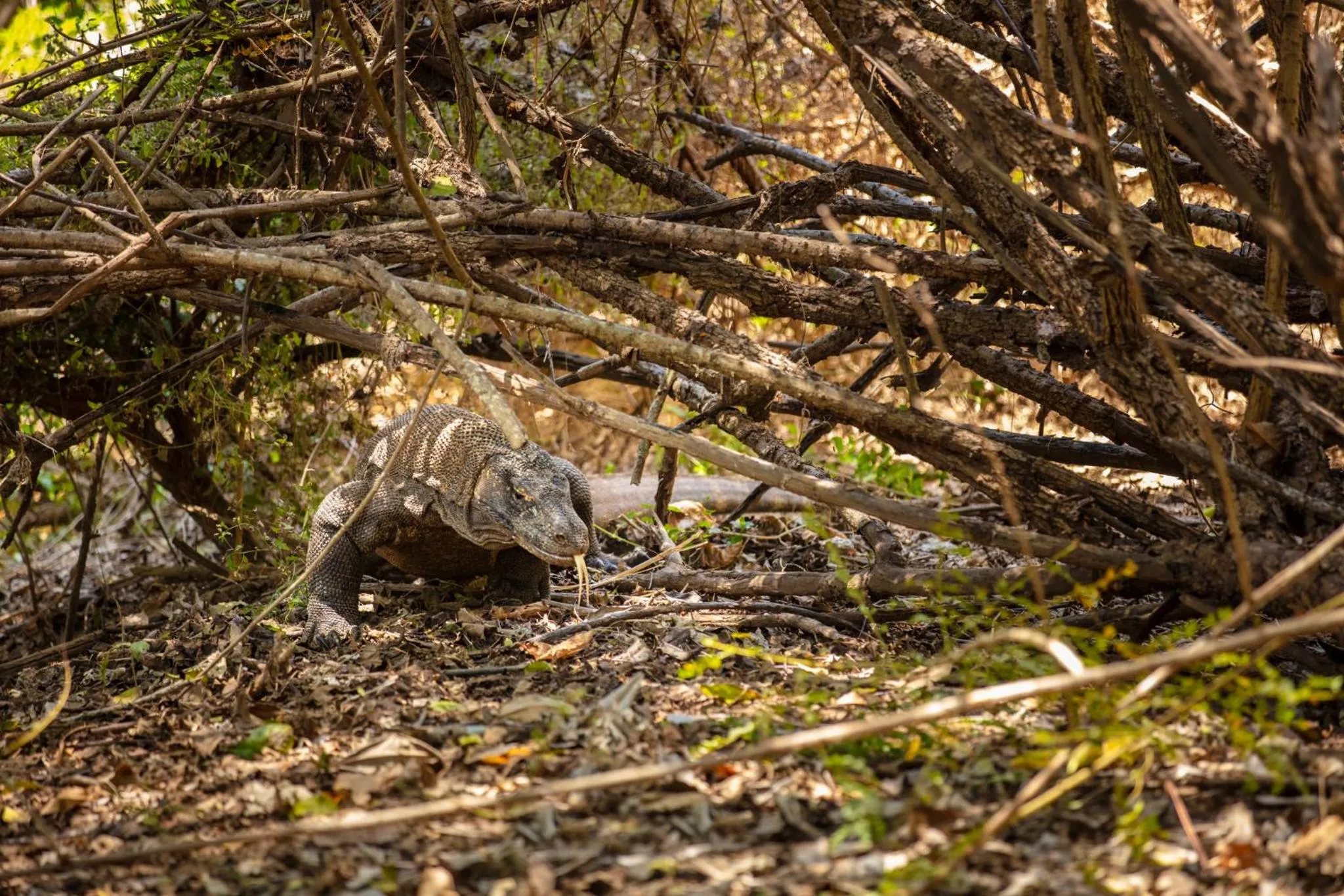 Area and facilities in Crowne Plaza Labuan Bajo by IHG