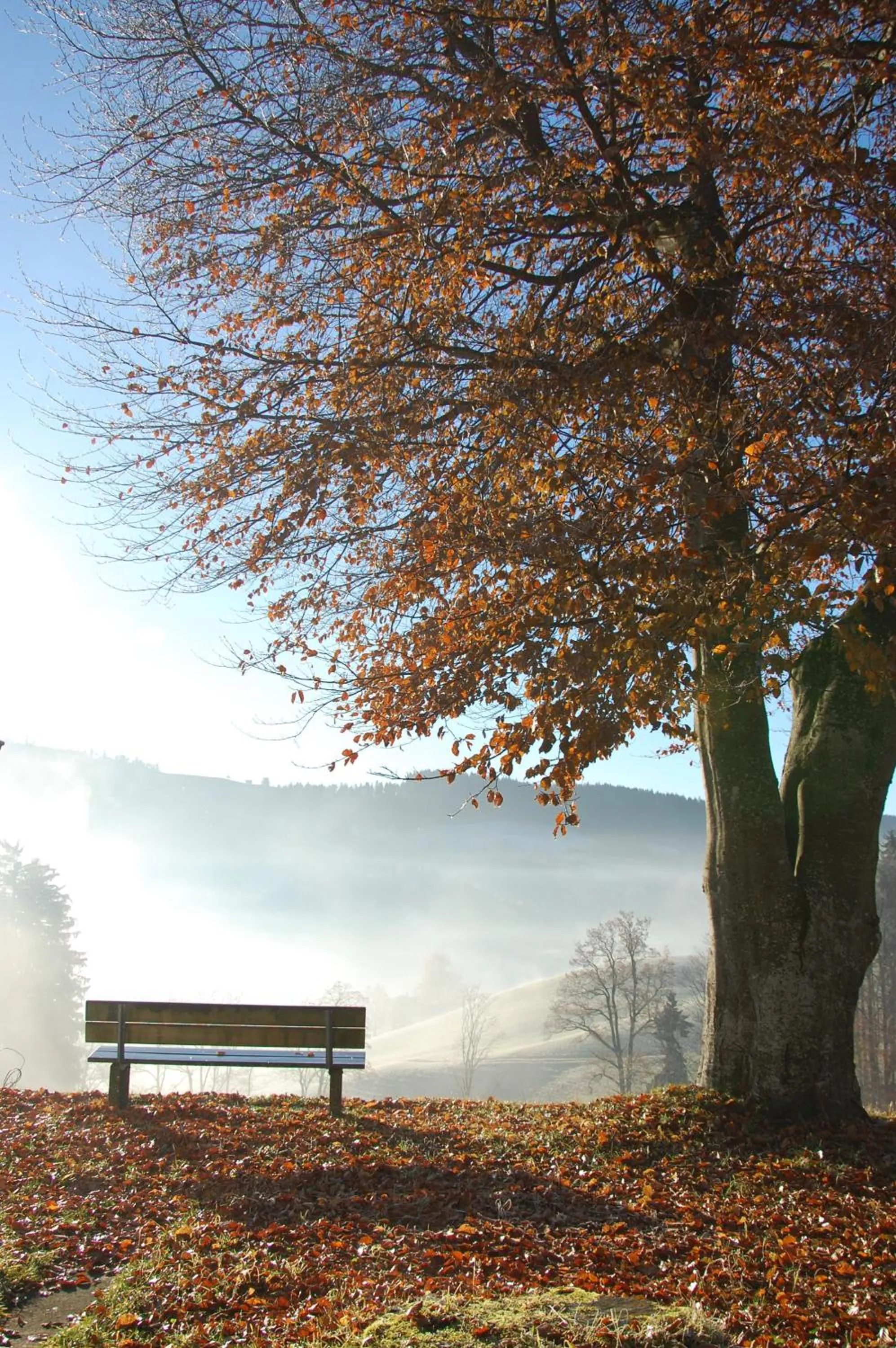 Natural landscape in Hotel und Restaurant Wolfensberg