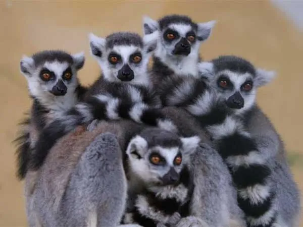 Animals in Eden Beach Club