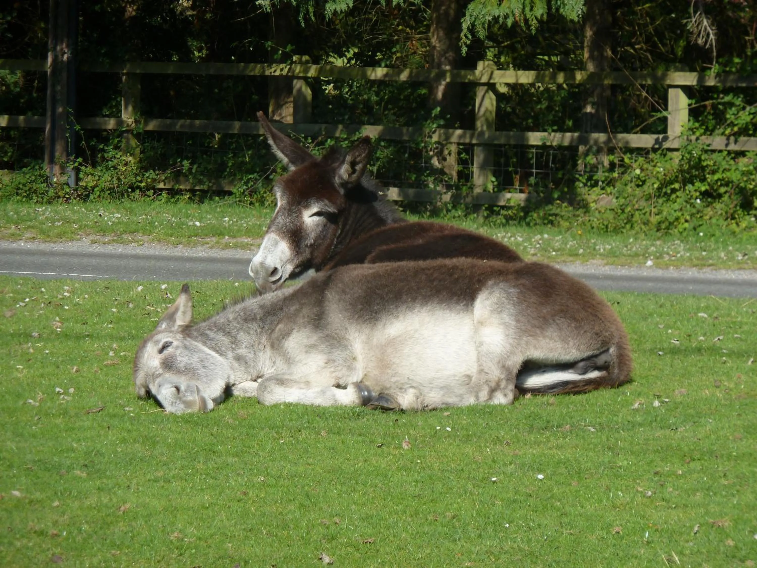 Natural landscape in Cameron House
