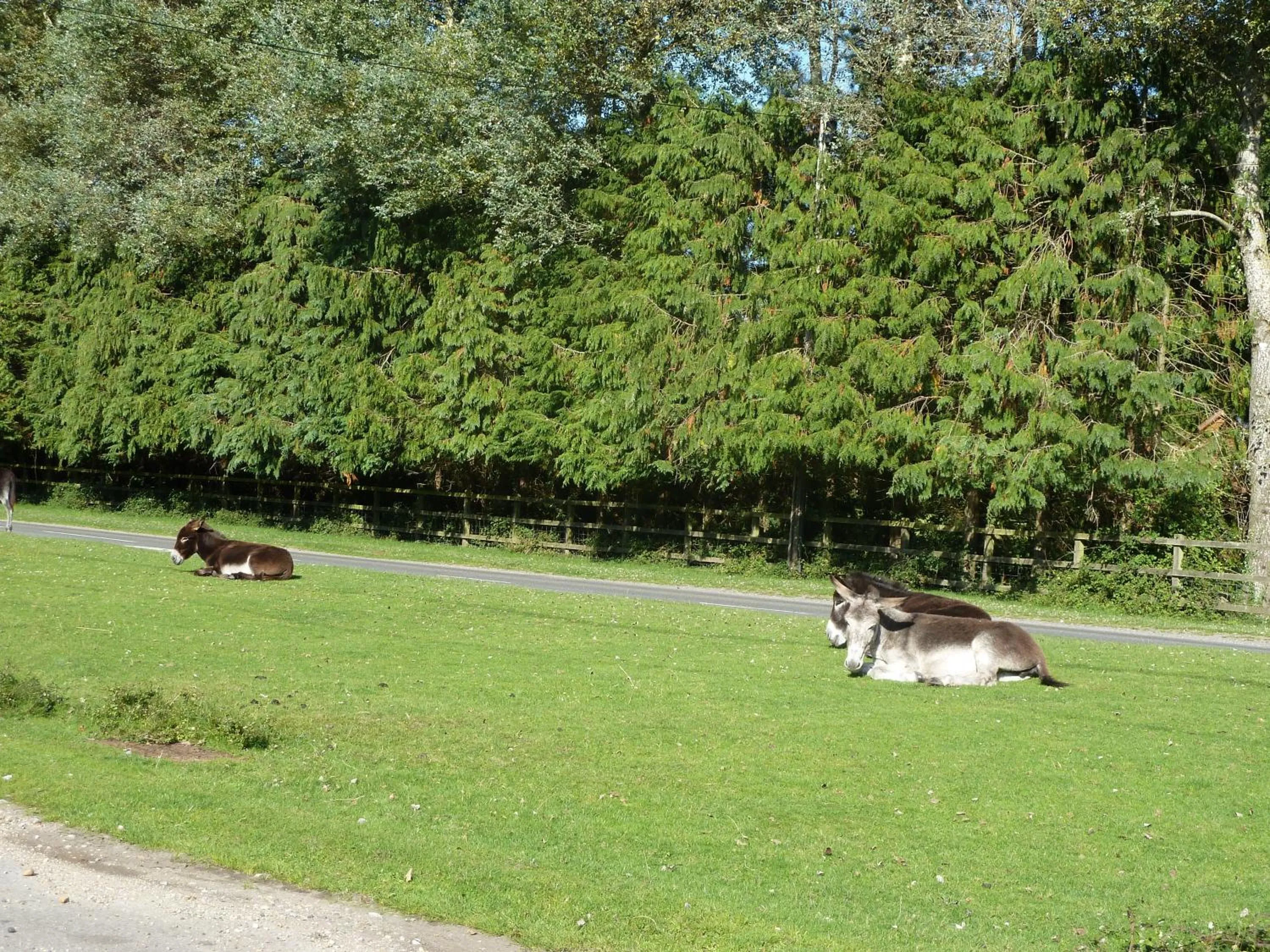 Natural landscape in Cameron House
