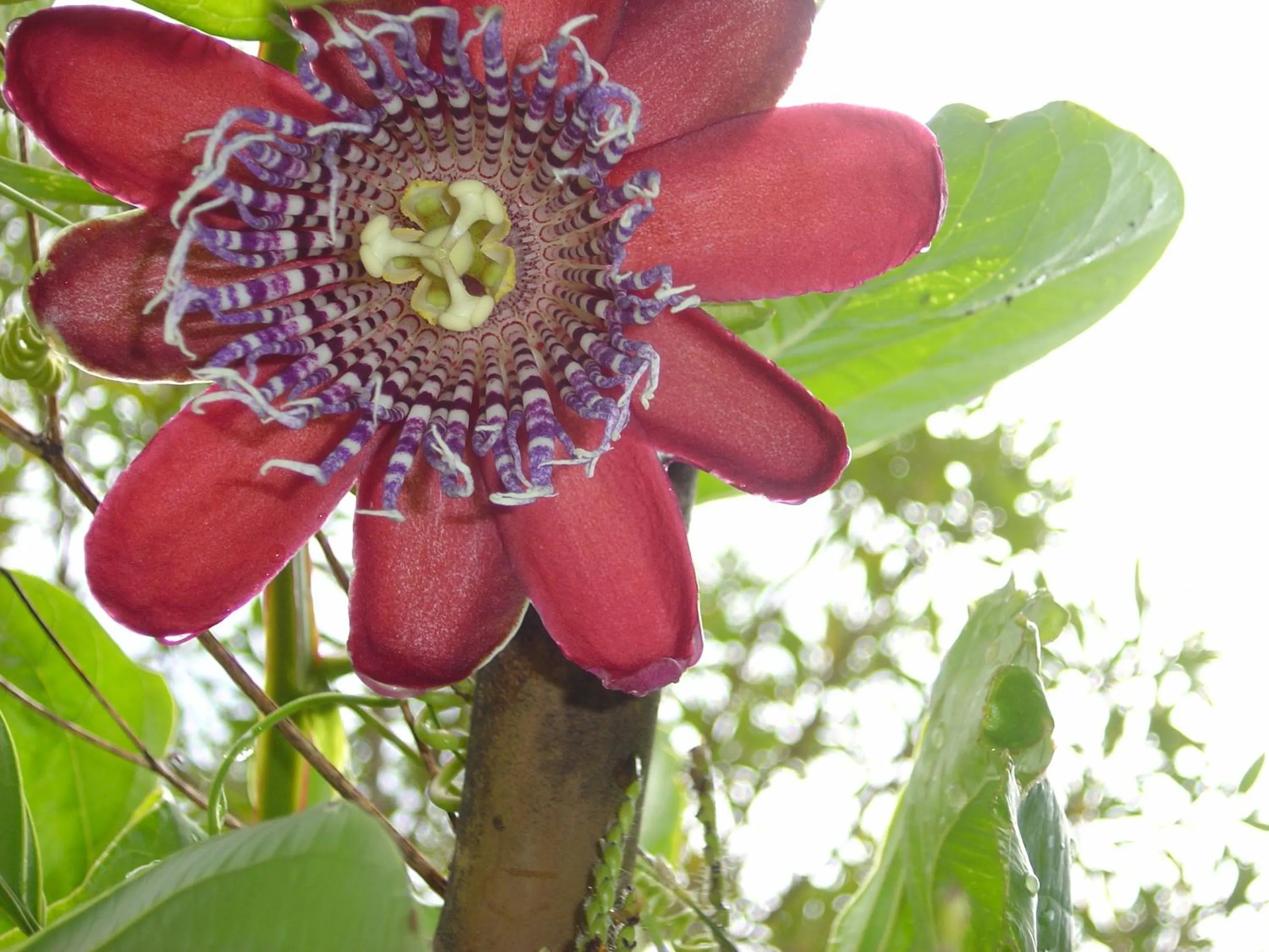 Garden view in Orgânica-Mente B&B