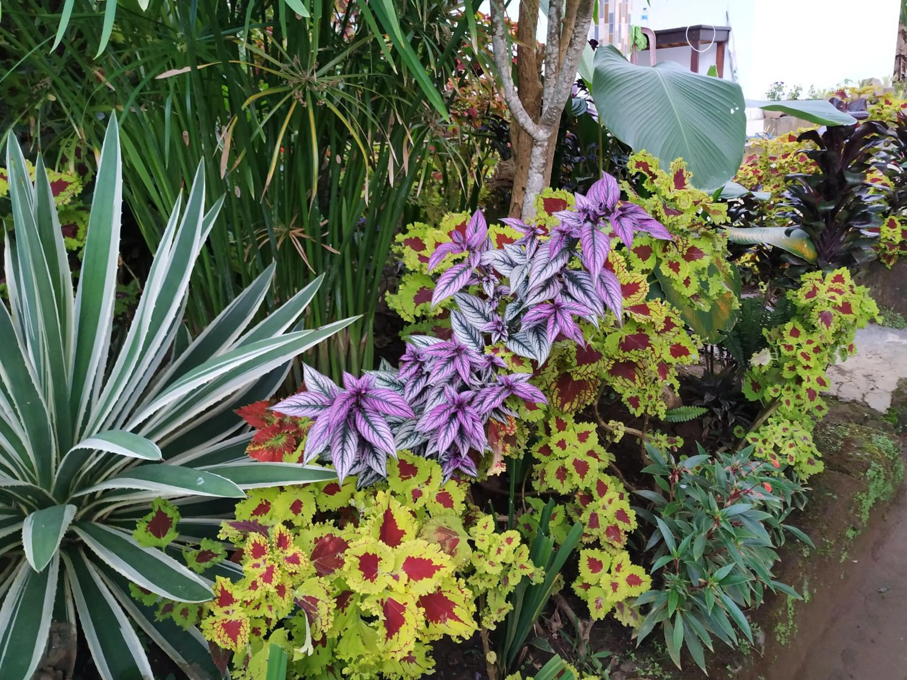 Garden in Puri Sunset Homestay