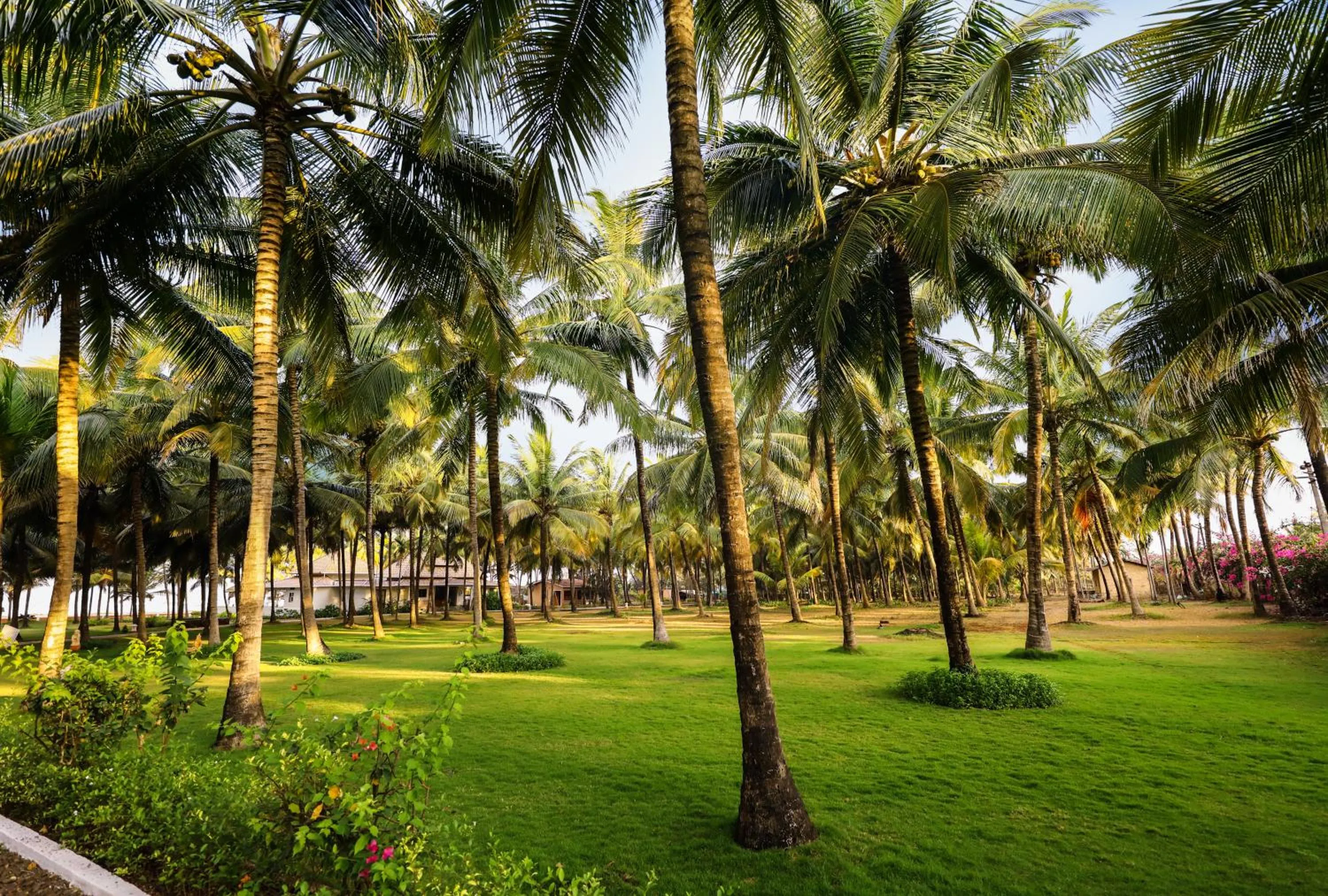 Garden view in Blue Ocean The Fern Resort & Spa Ganpatipule