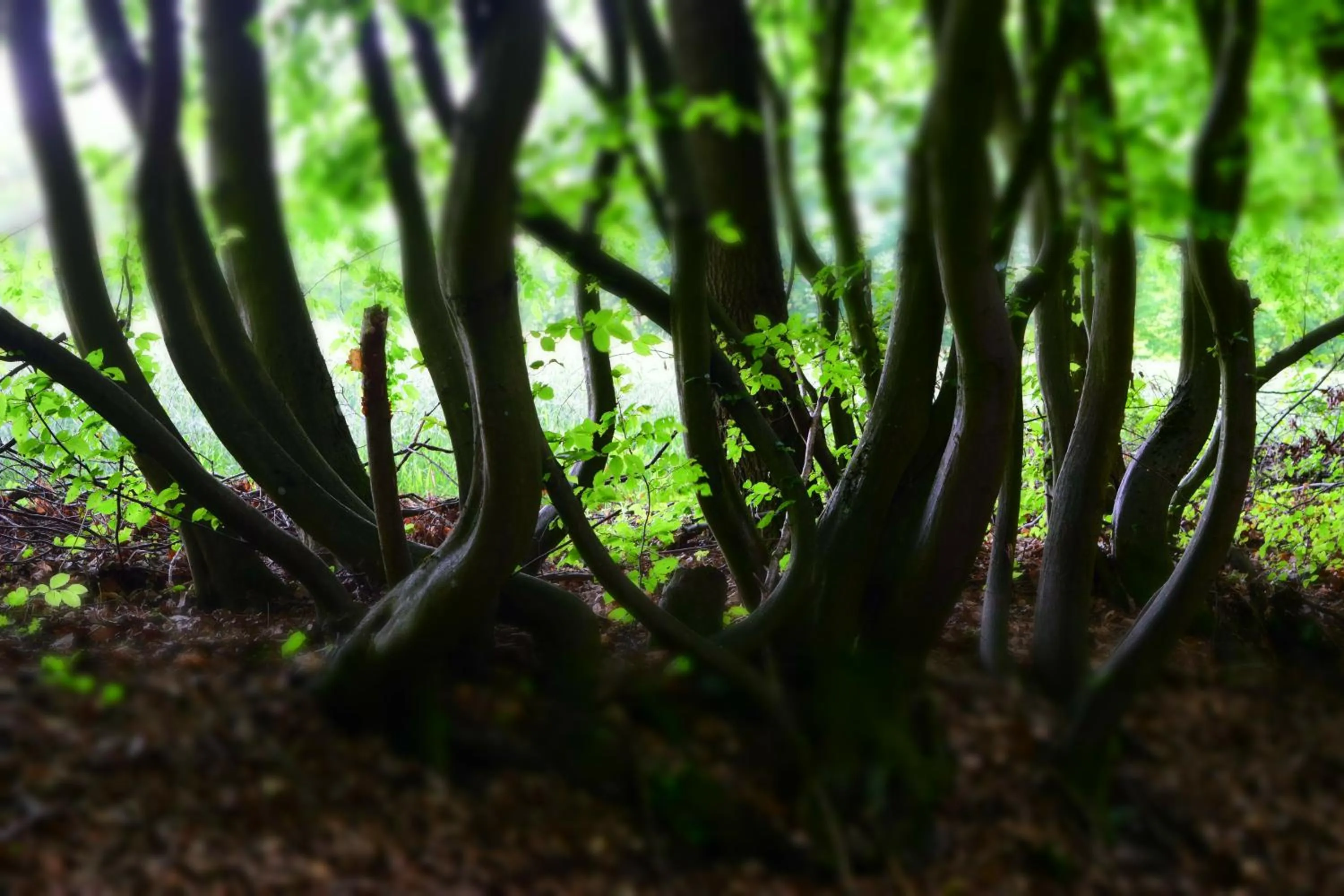 Natural landscape in AlmRefugio