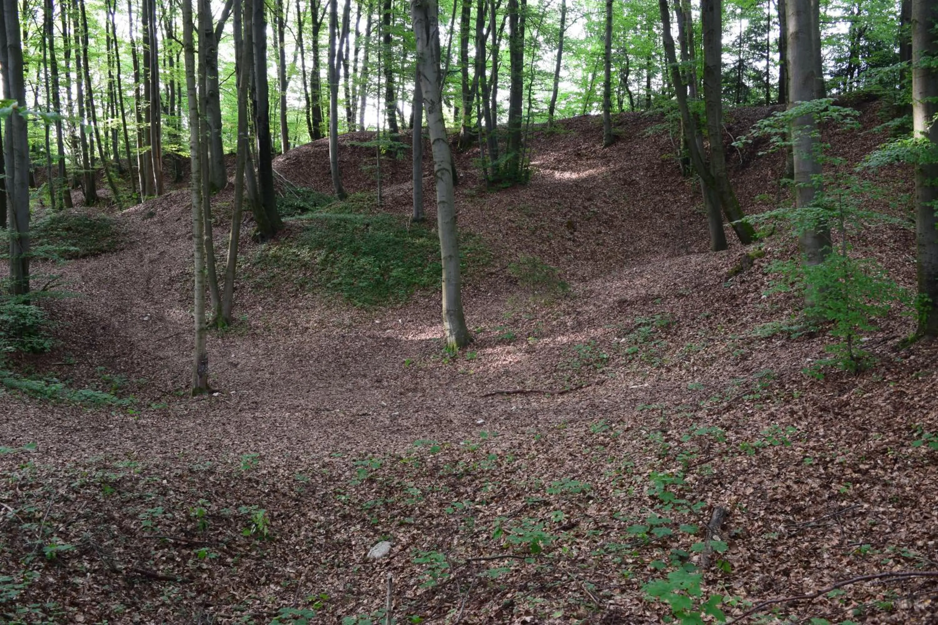 Natural landscape in AlmRefugio