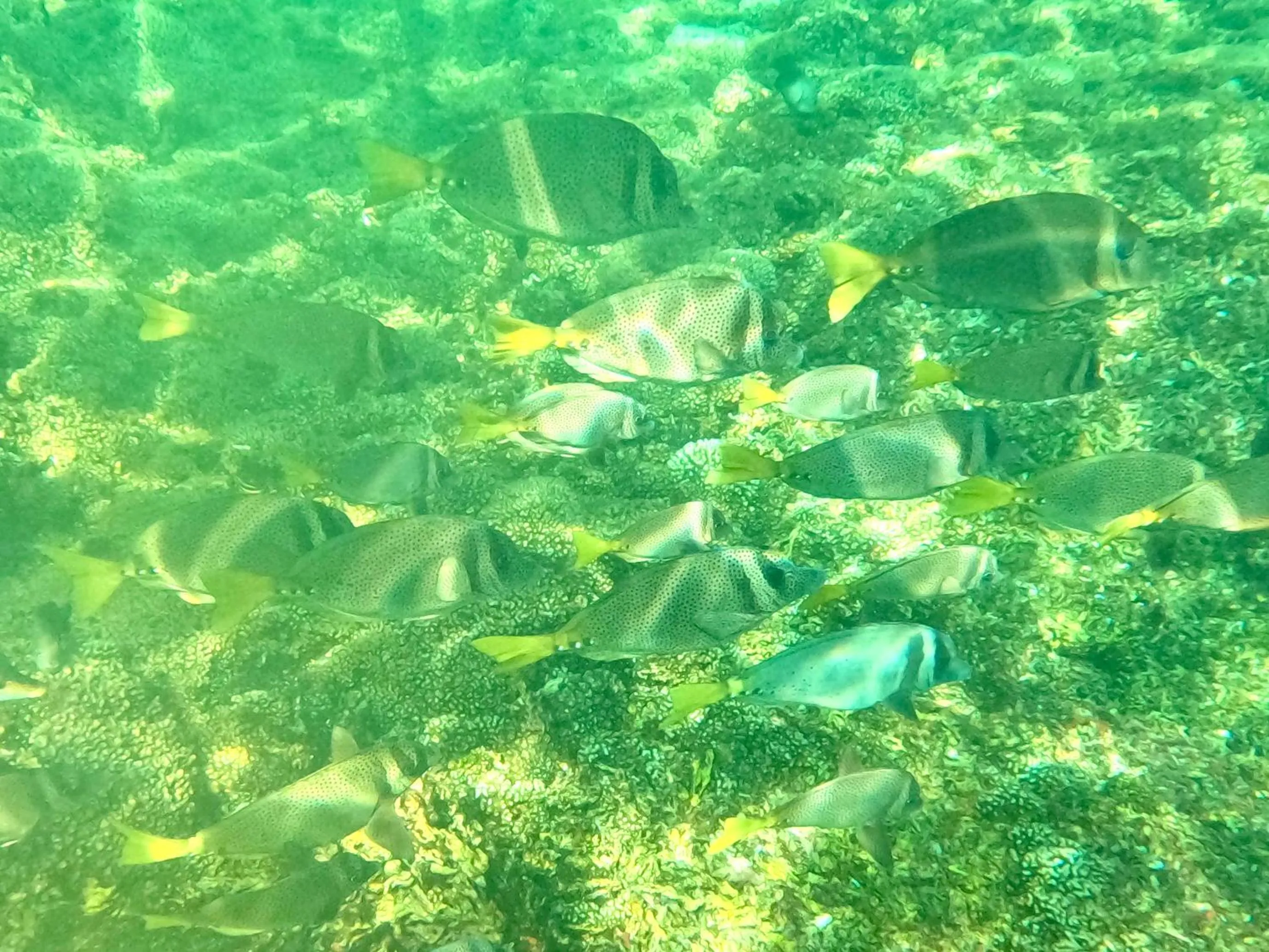 Snorkeling in Agua Azul la Villa