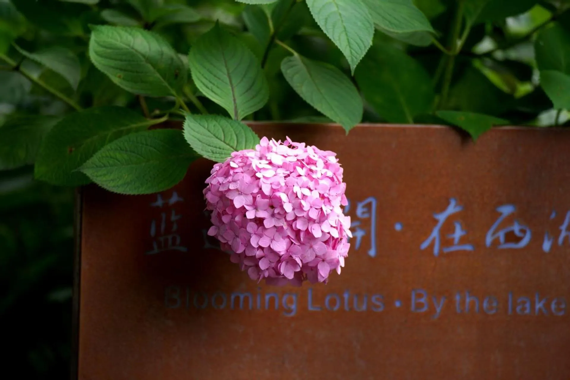Blooming Lotus Hostel