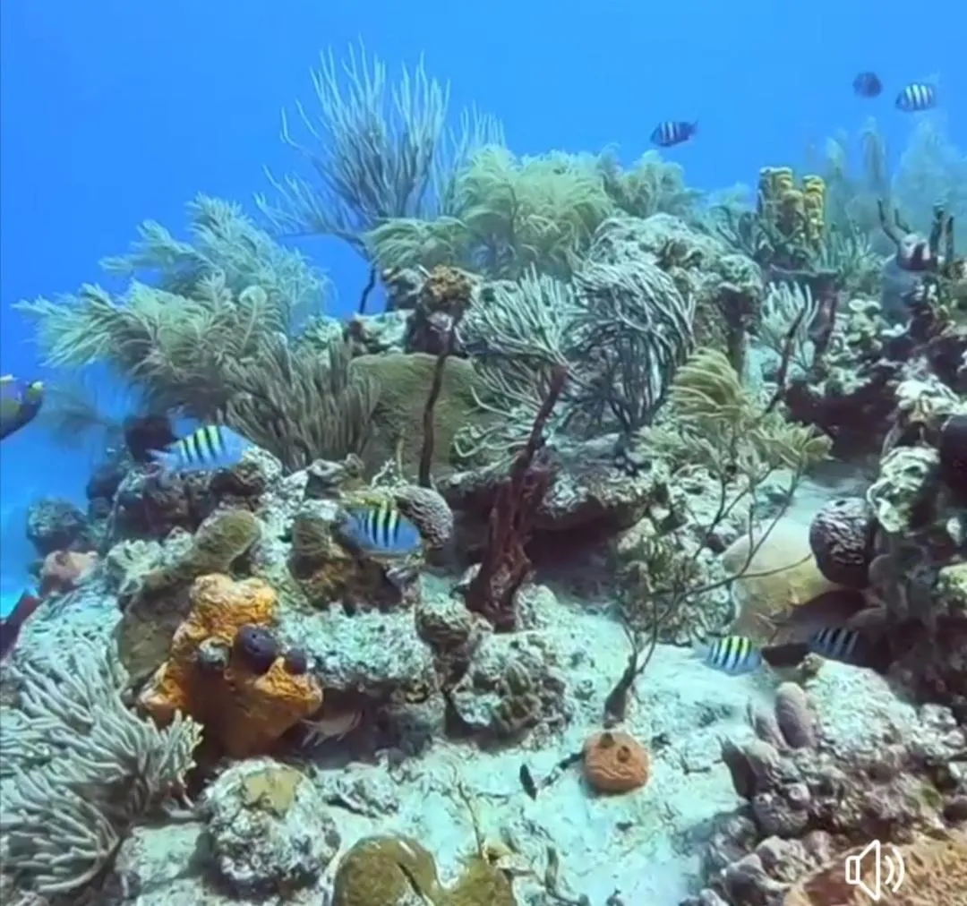Natural landscape in Casa Royal Palm Inn