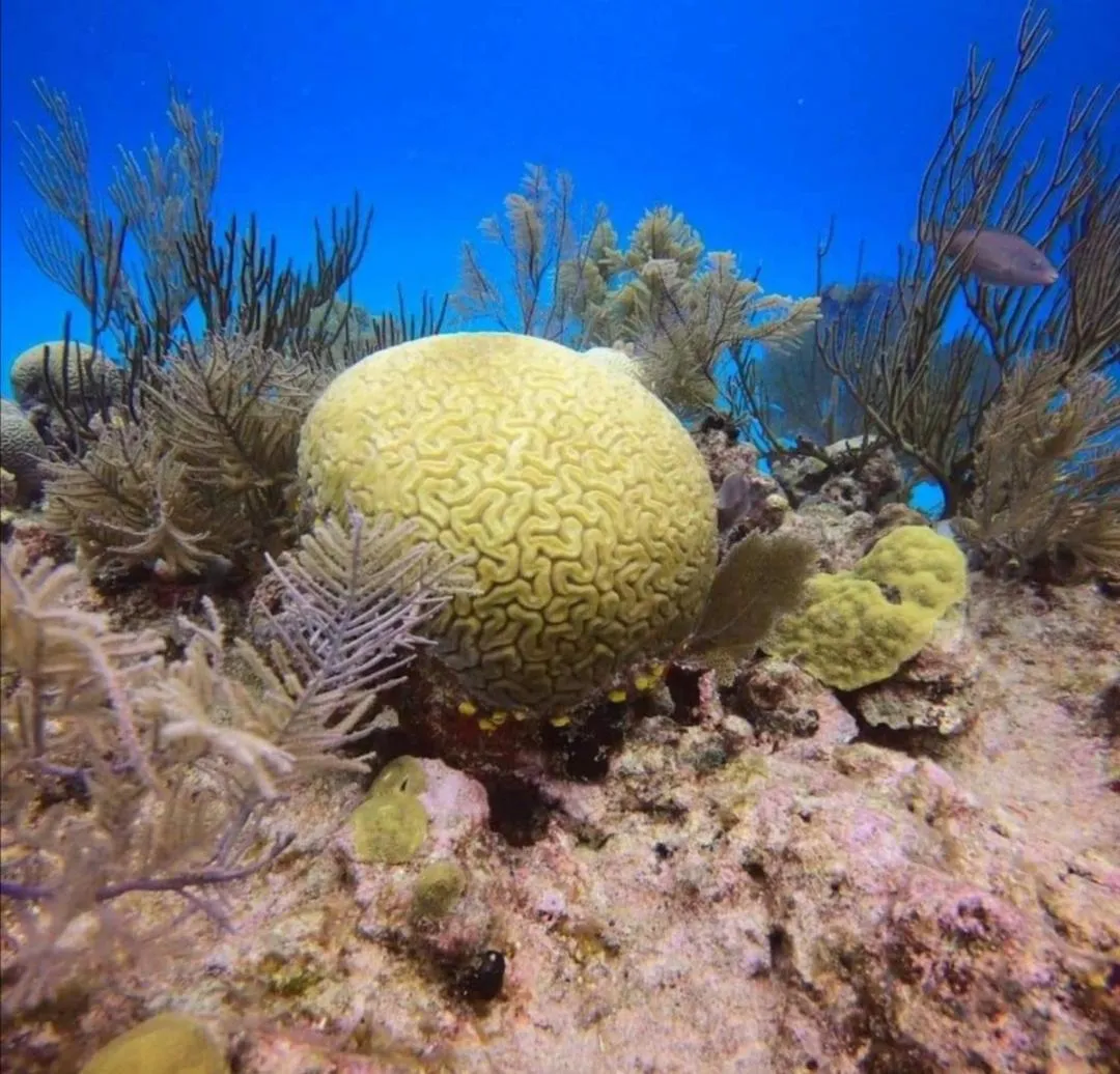 Natural landscape in Casa Royal Palm Inn
