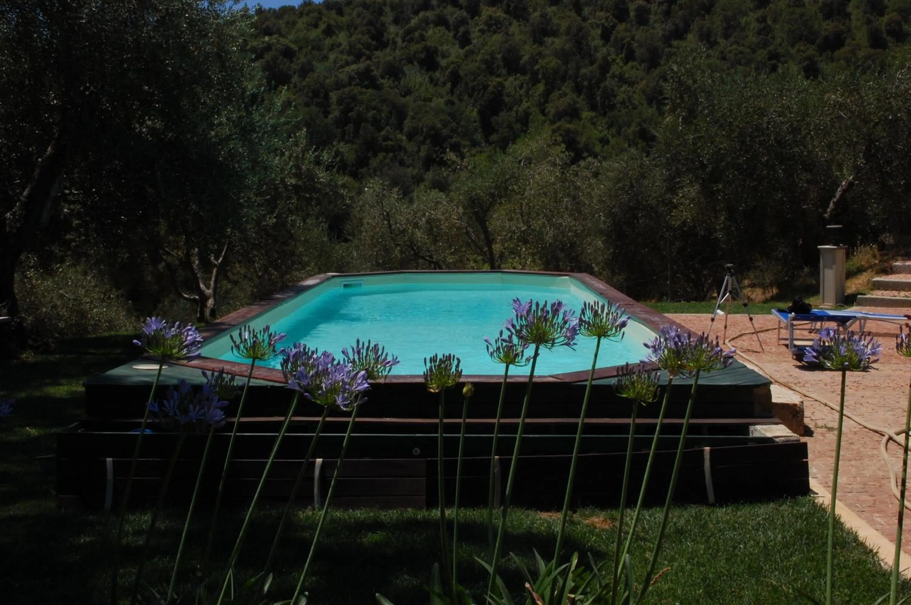 Swimming pool in Il Pino