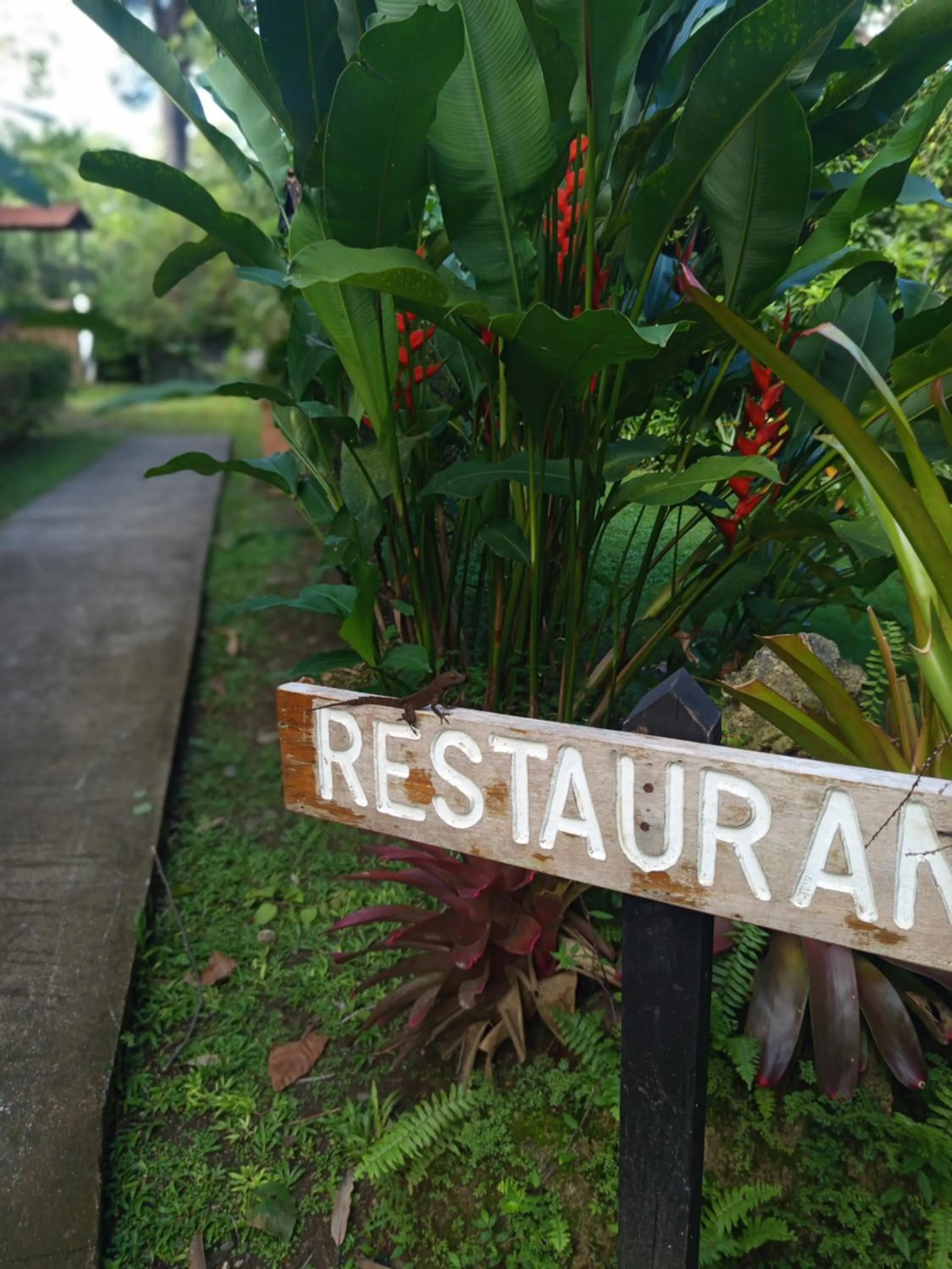 Garden in Escape Caribeño