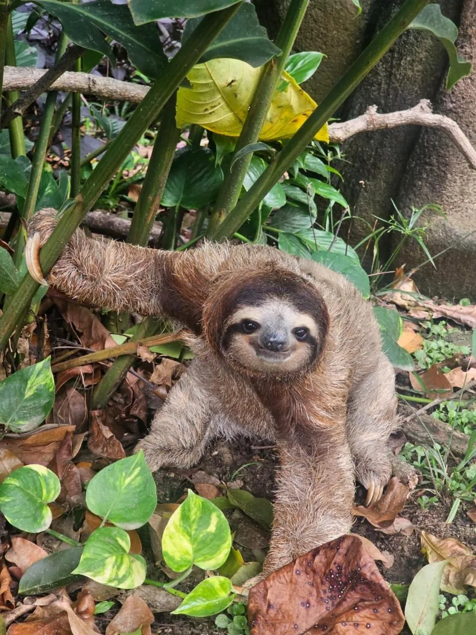 Animals in Escape Caribeño