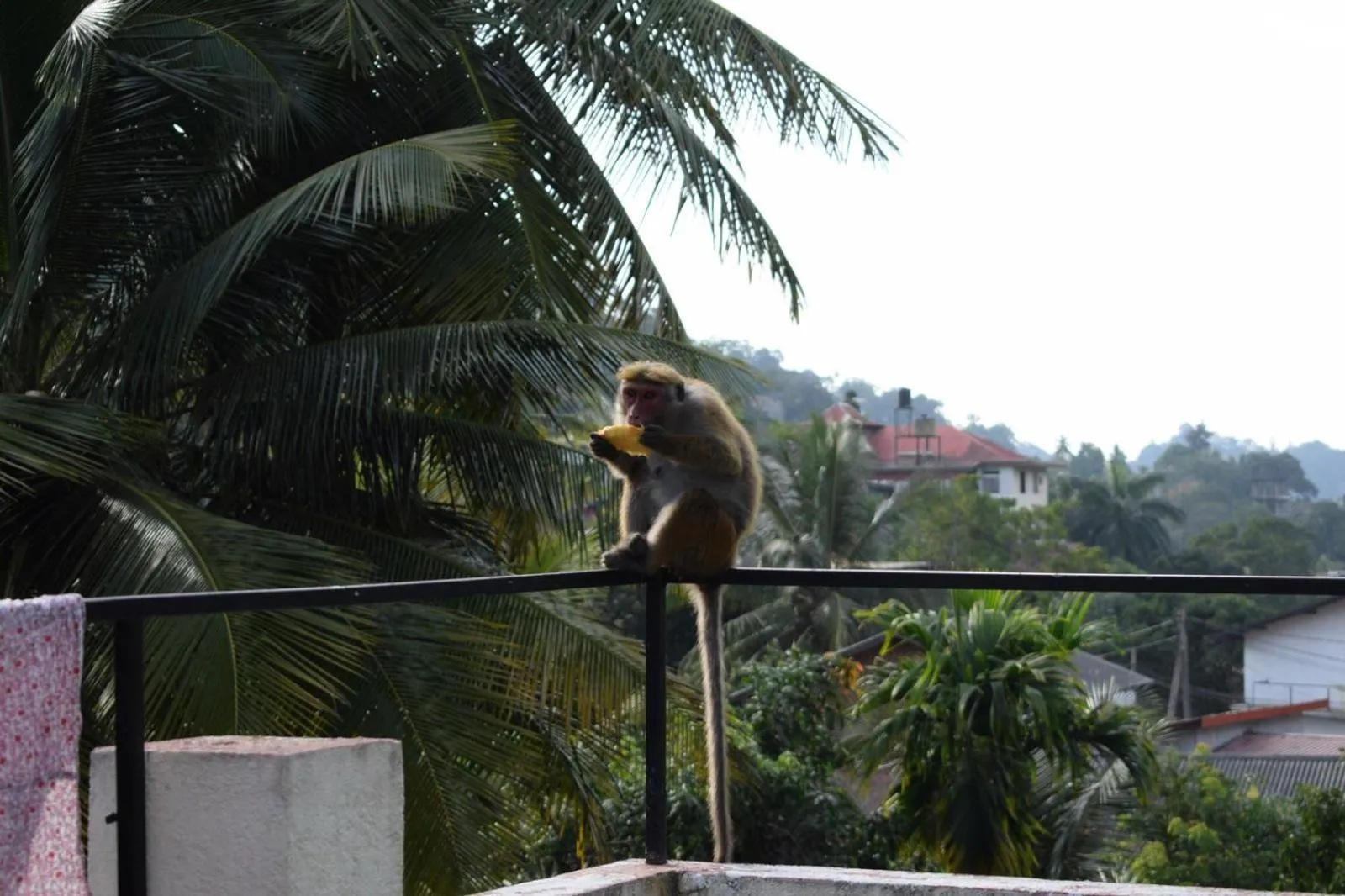 Natural landscape in Kandy Backpackers Hostel