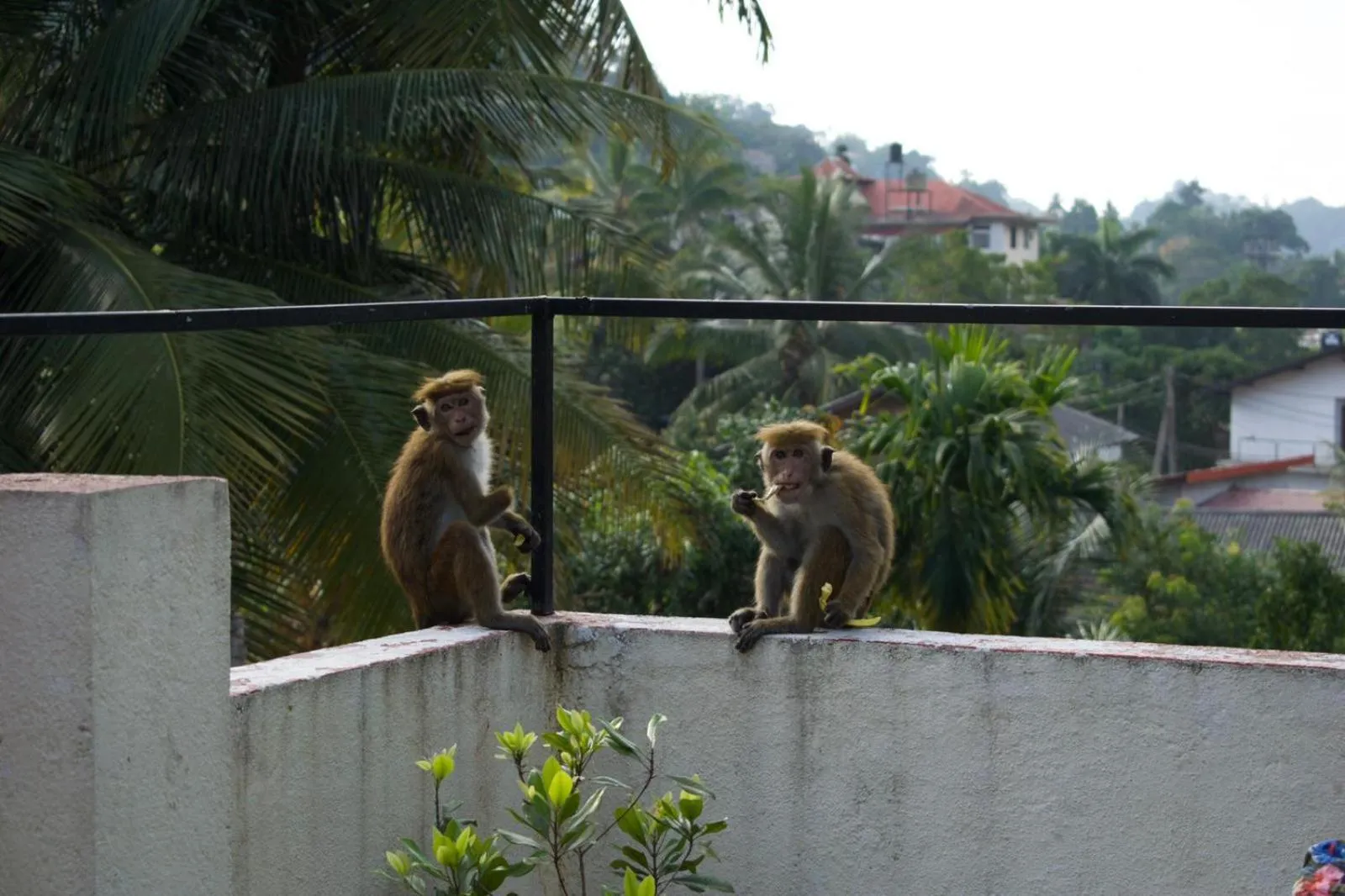Natural landscape in Kandy Backpackers Hostel