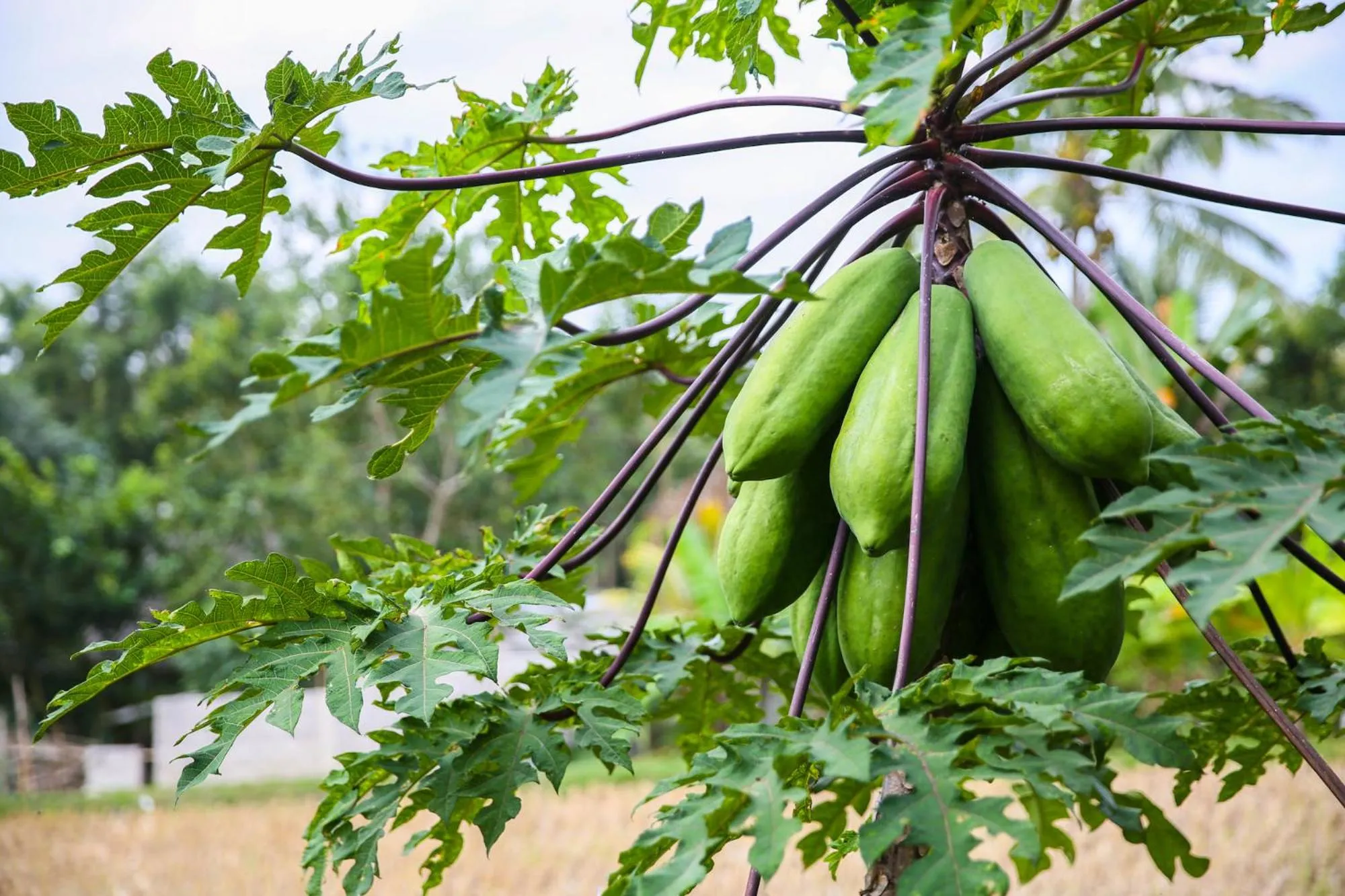 Garden in Kembang Kuning Cottages