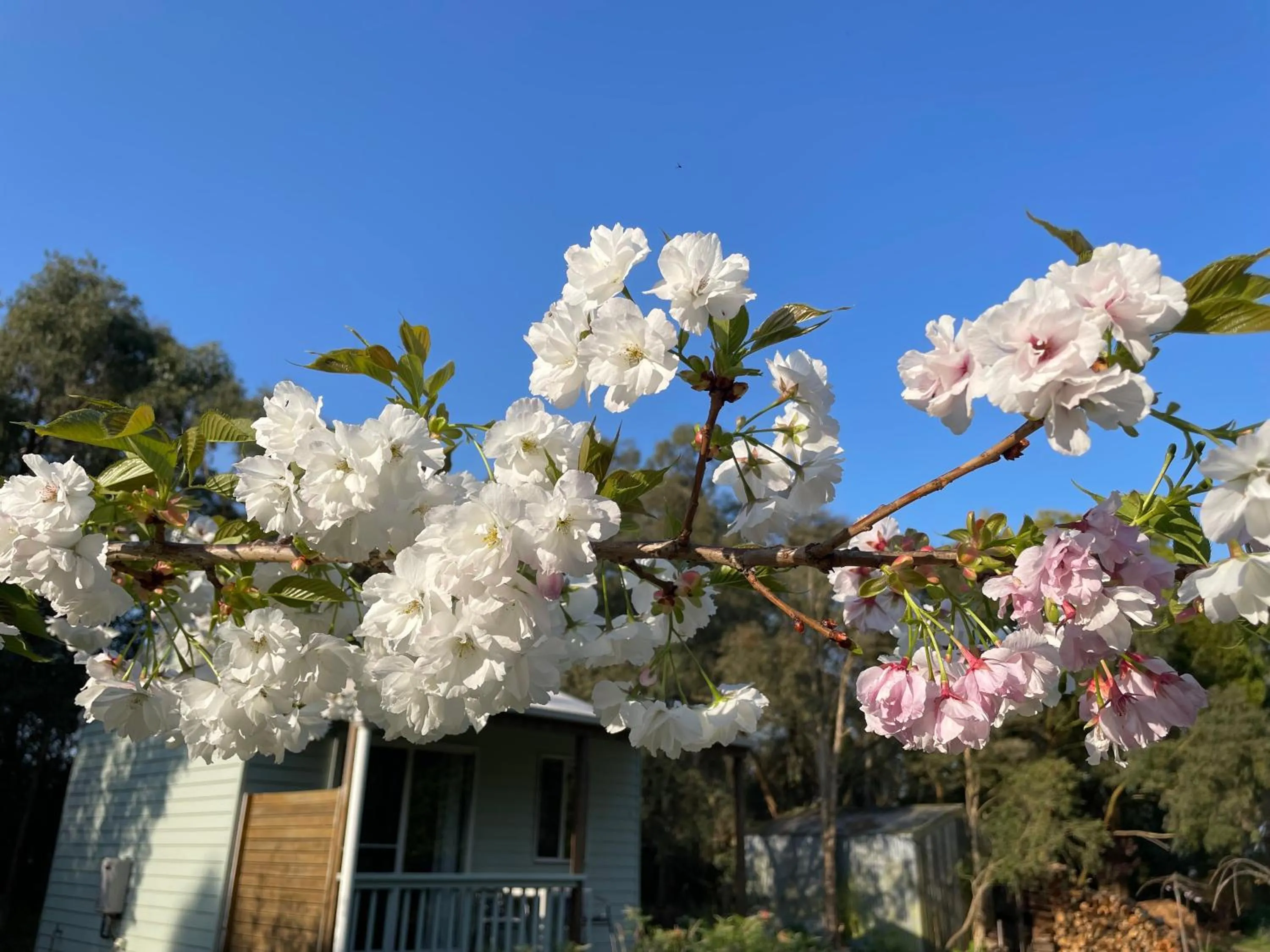 Garden view in Tindoona Cottages