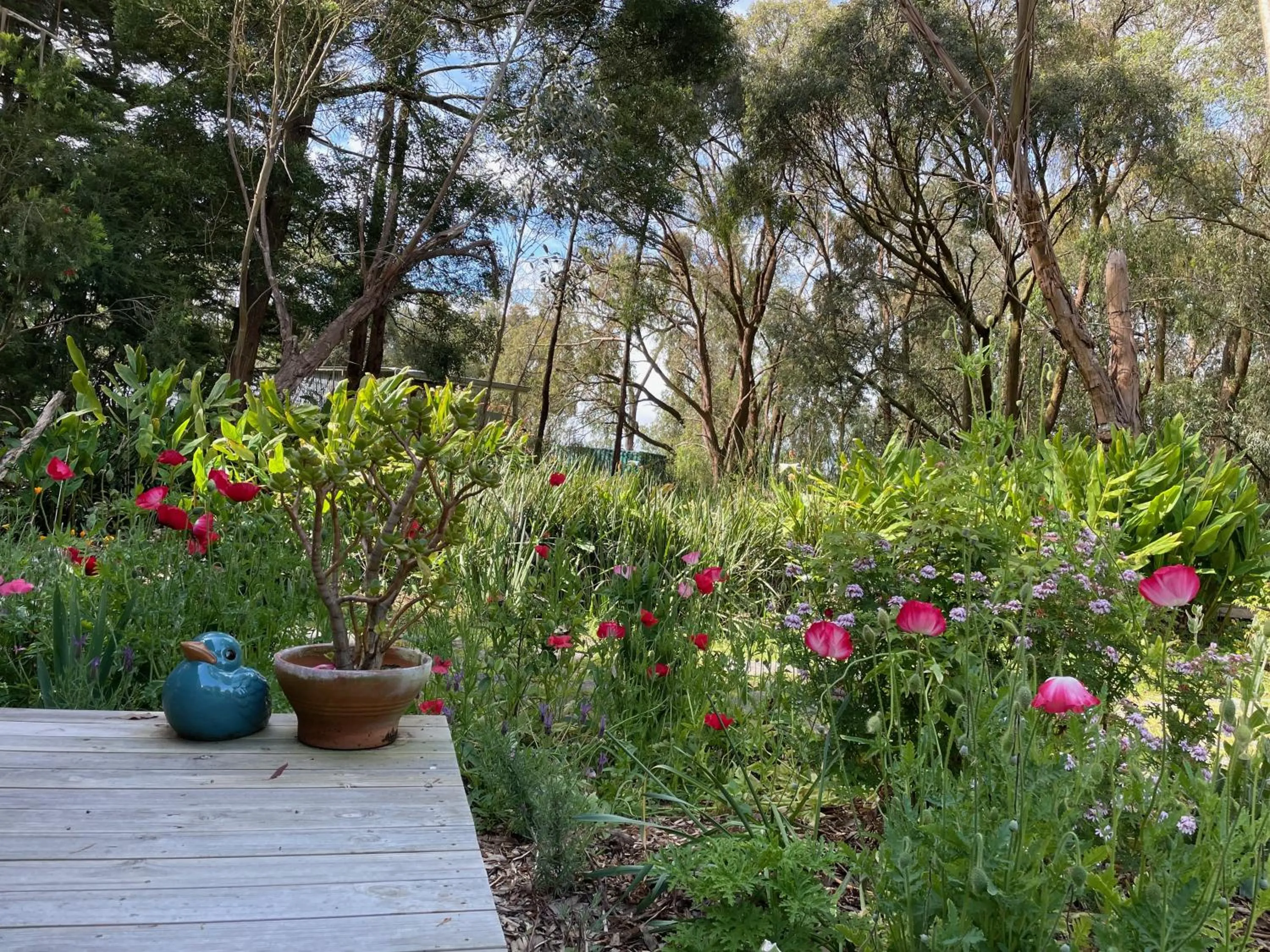 Patio in Tindoona Cottages