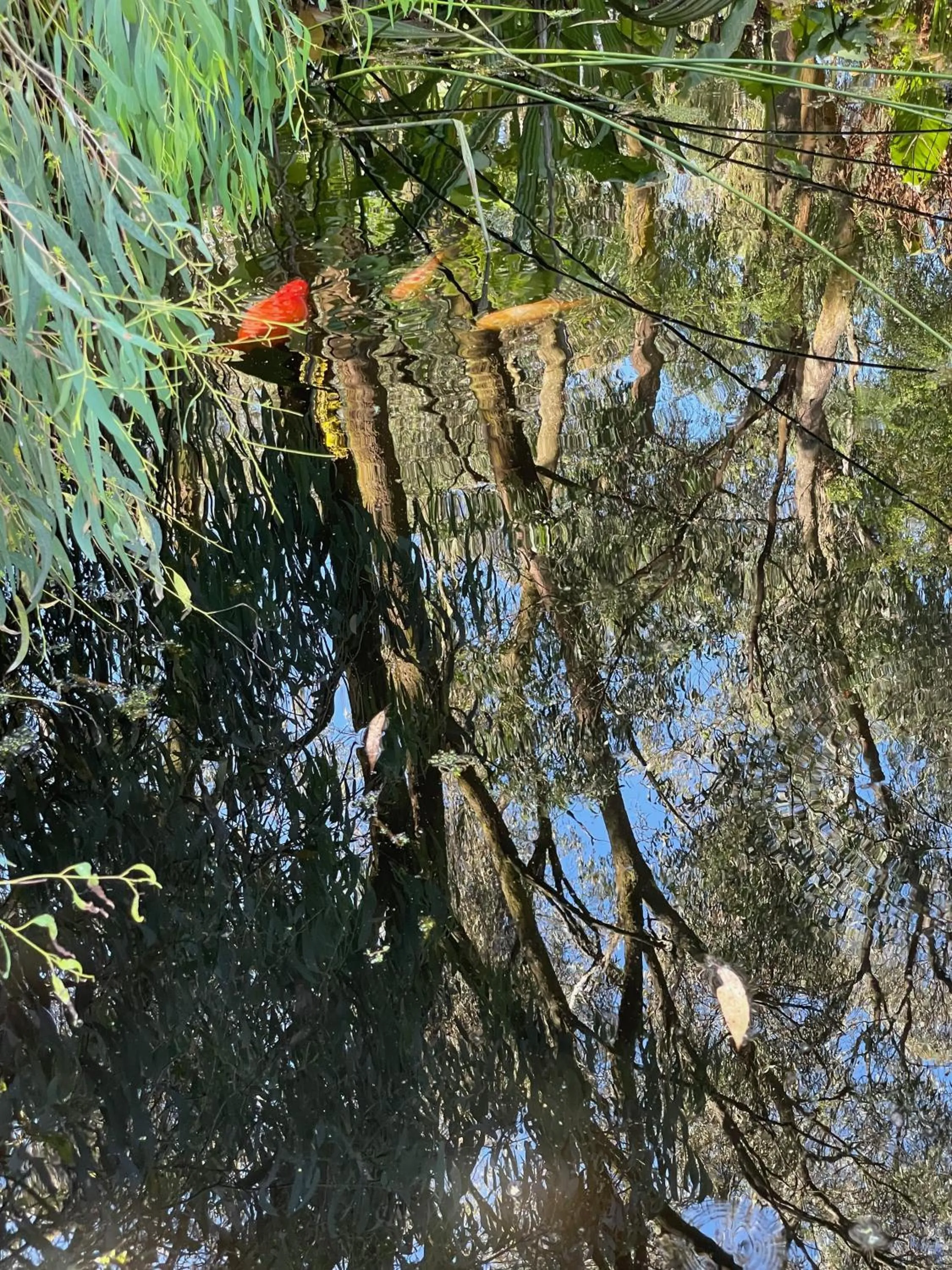 Natural landscape in Tindoona Cottages