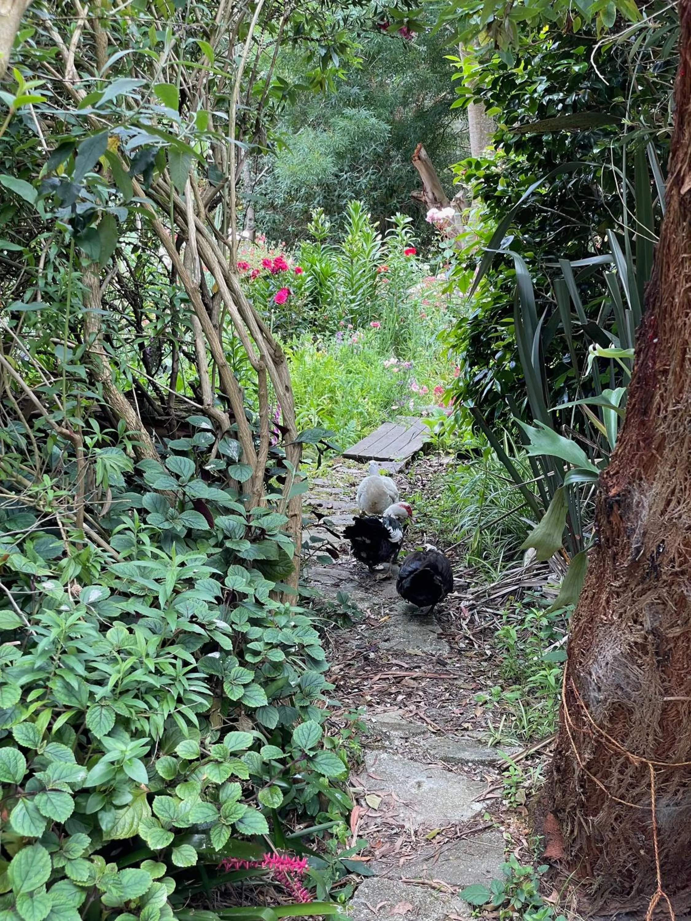 Animals in Tindoona Cottages
