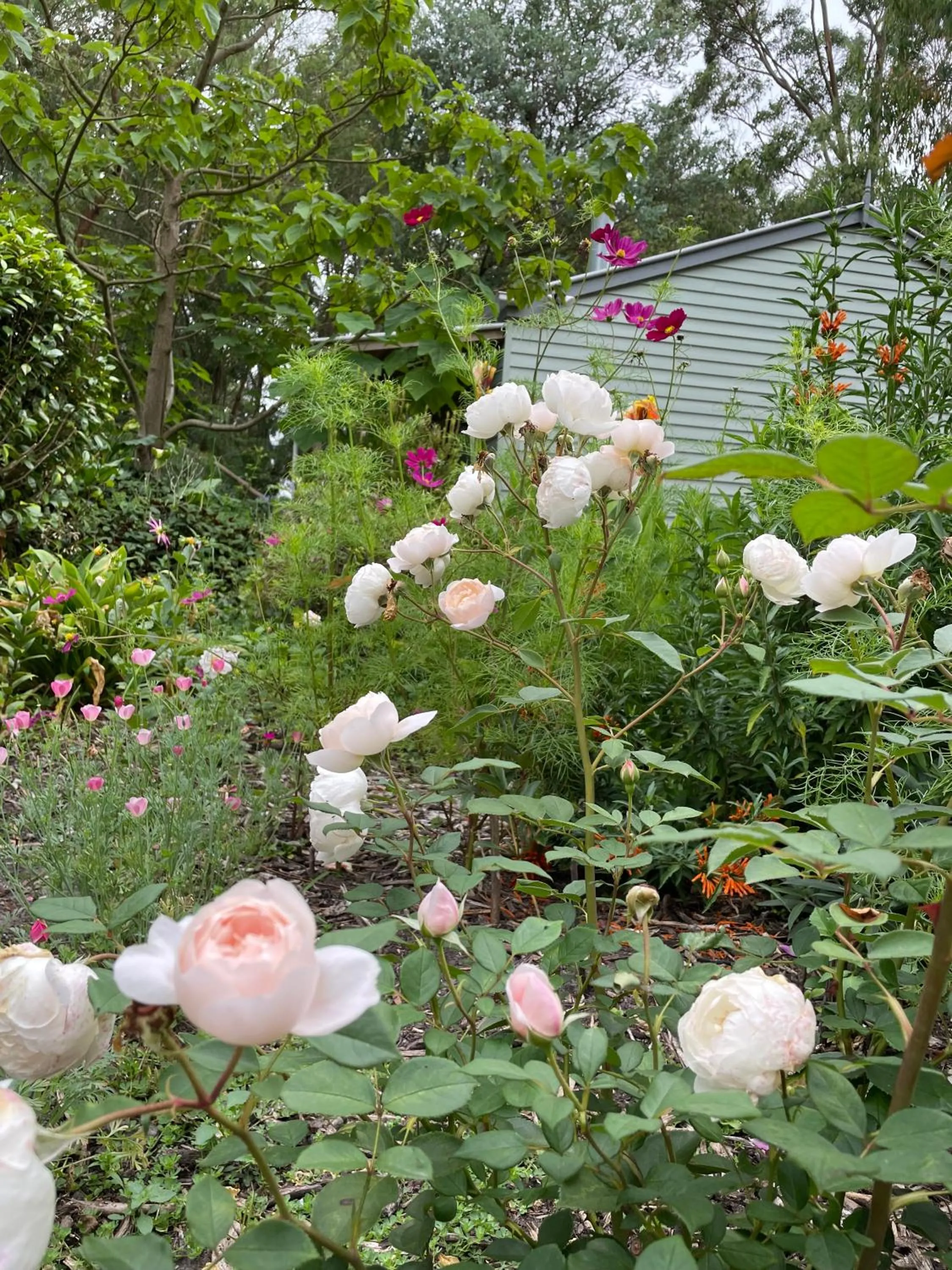 Garden in Tindoona Cottages