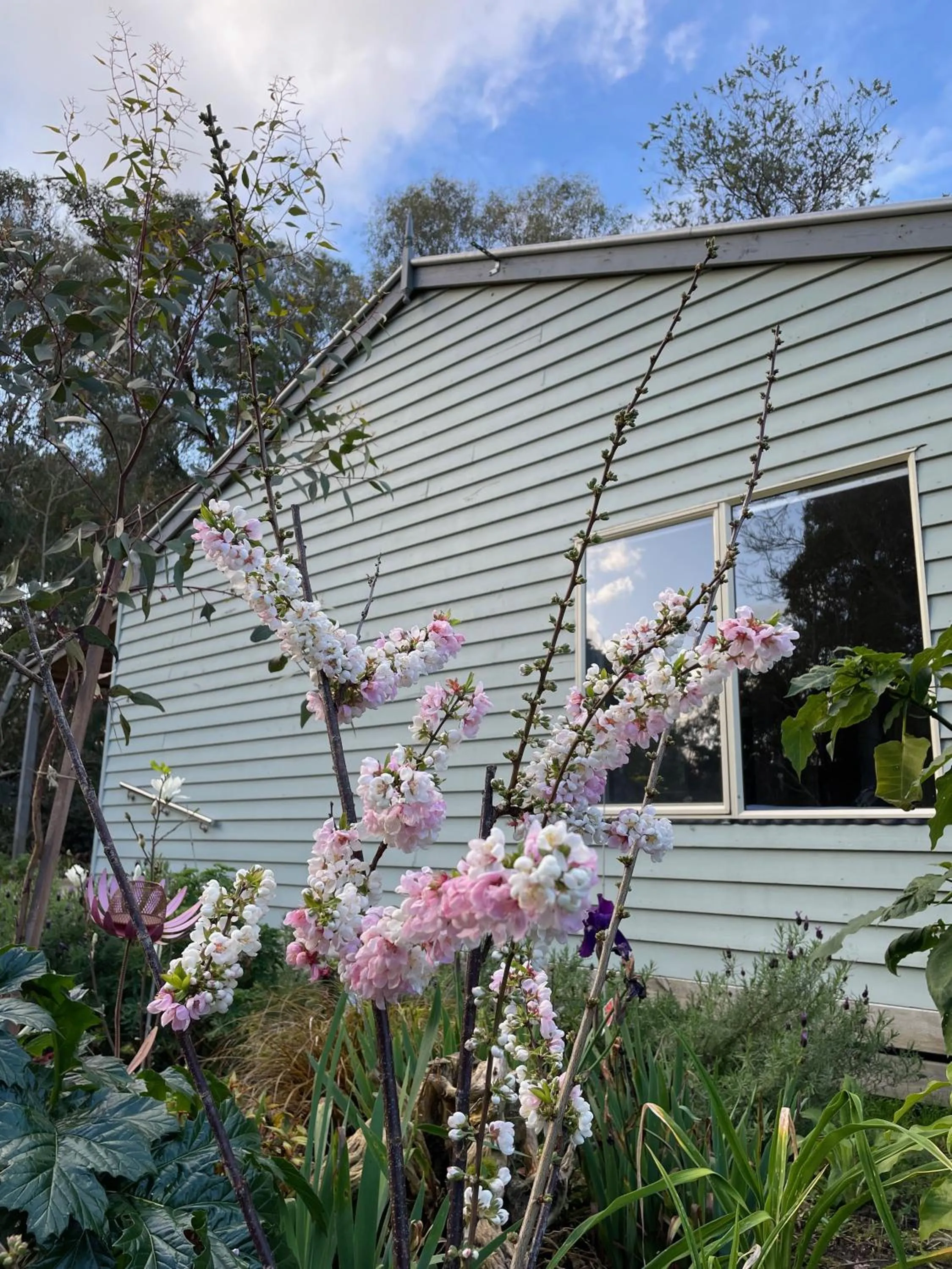 Garden view in Tindoona Cottages