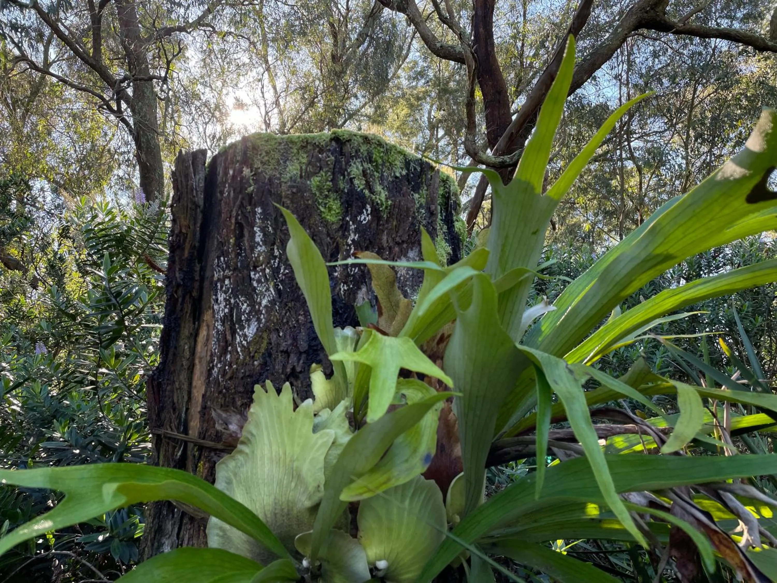 Natural landscape in Tindoona Cottages