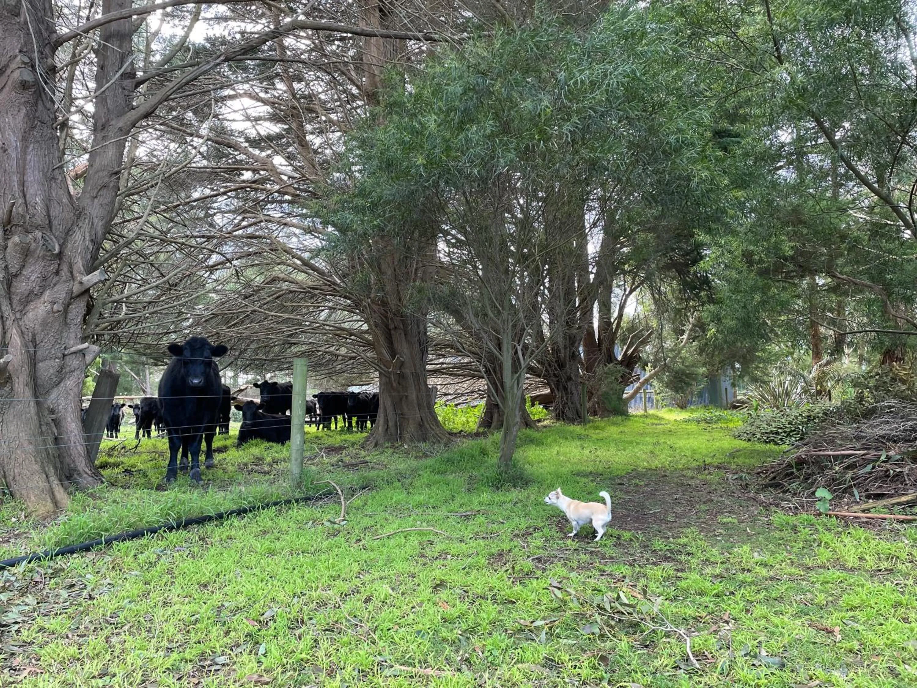 Animals in Tindoona Cottages