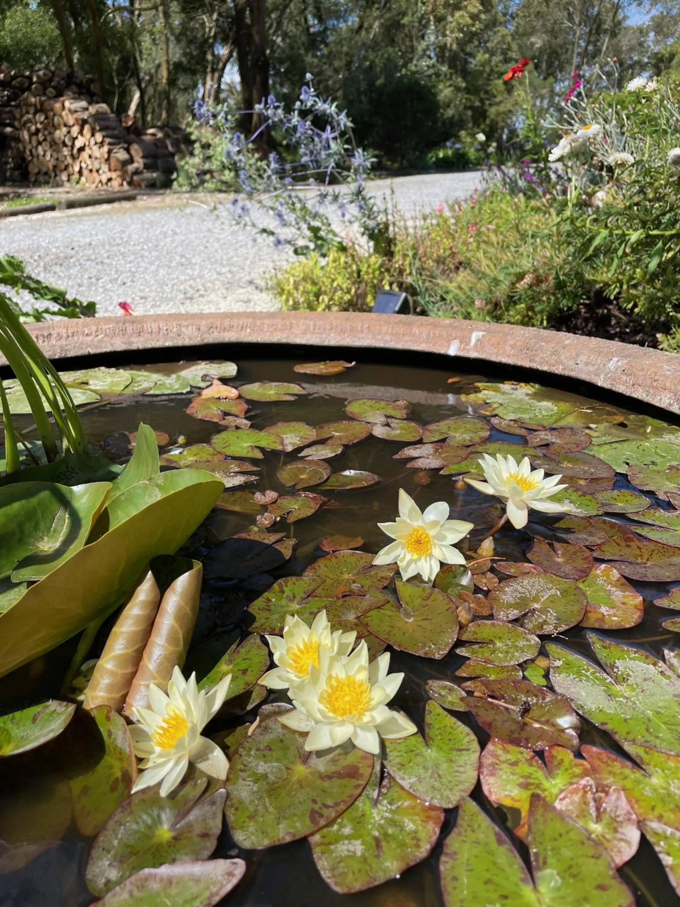 Garden in Tindoona Cottages