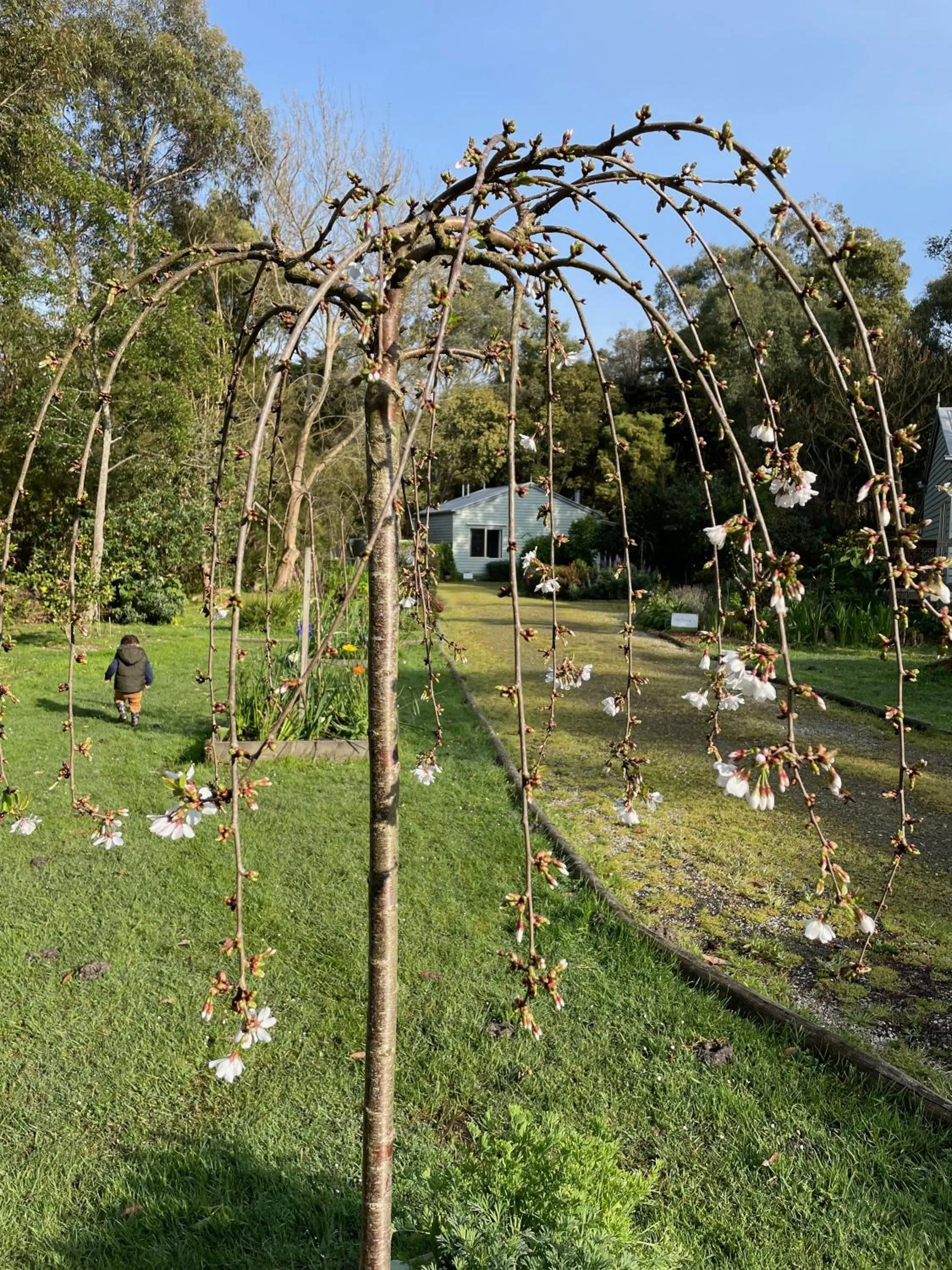 Garden in Tindoona Cottages