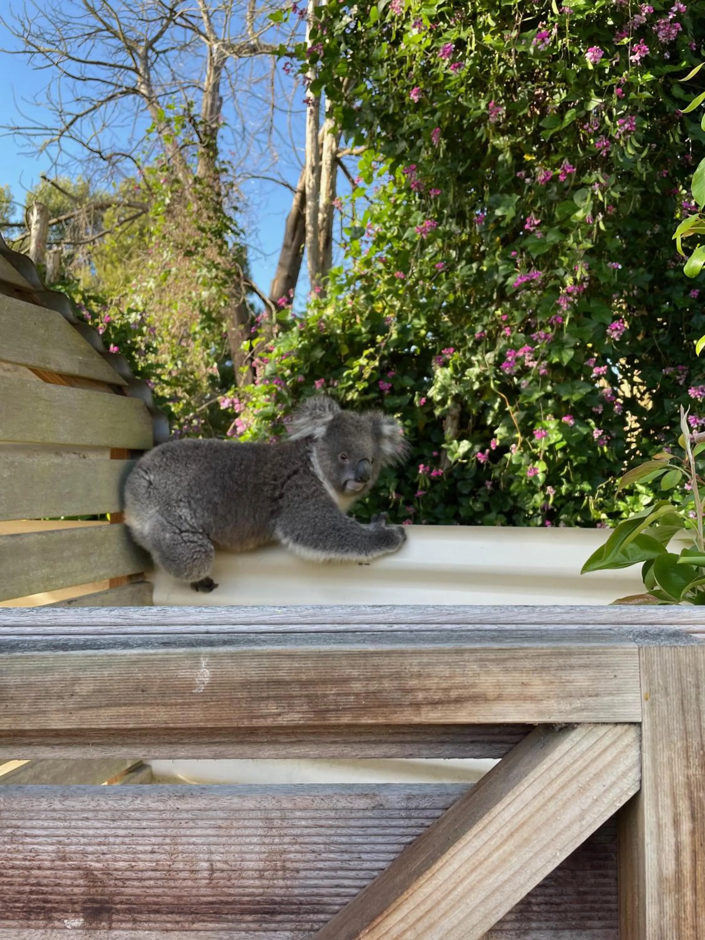 Animals in Tindoona Cottages