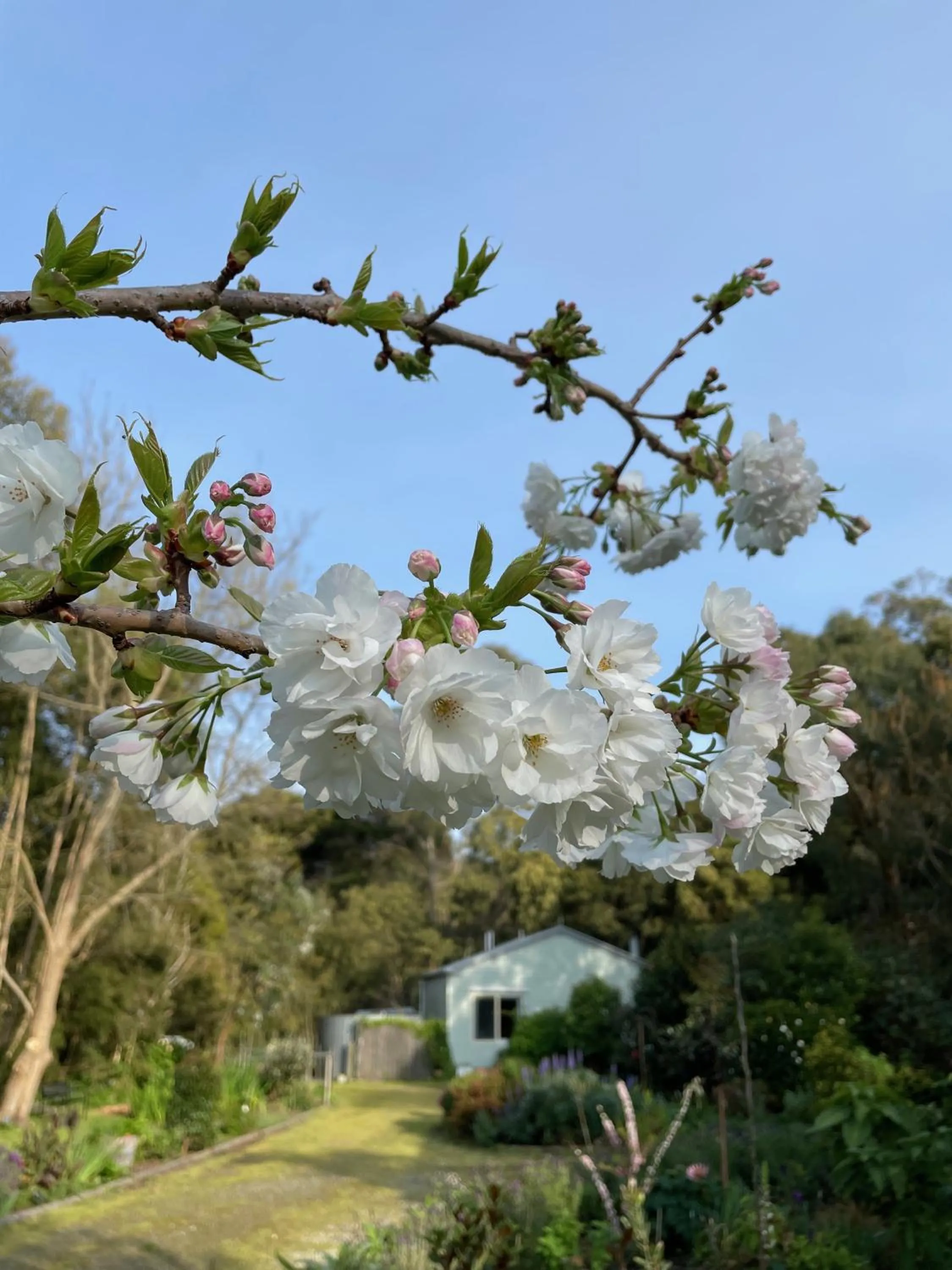 Spring in Tindoona Cottages