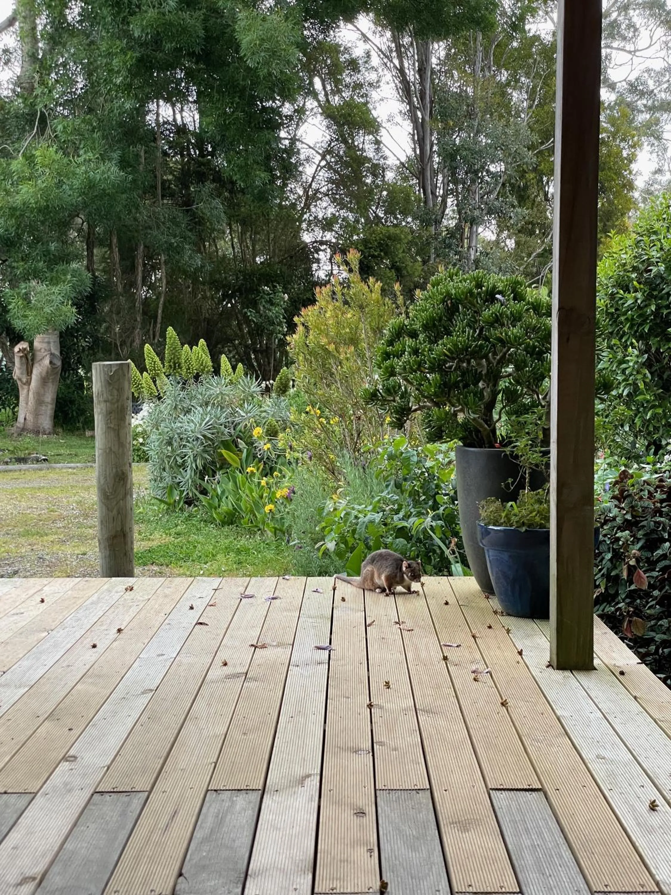 Patio in Tindoona Cottages