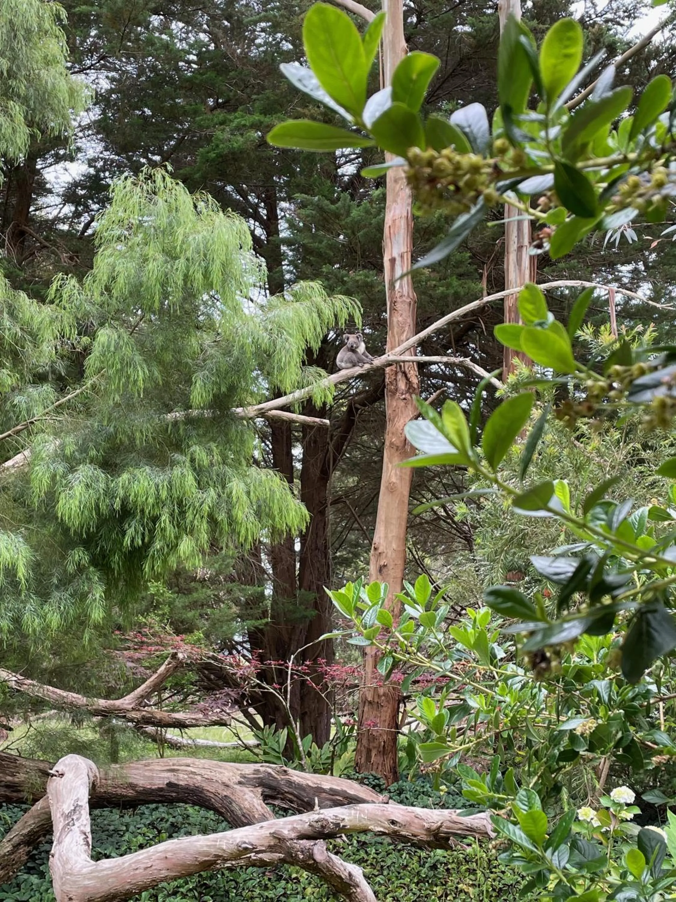Natural landscape in Tindoona Cottages