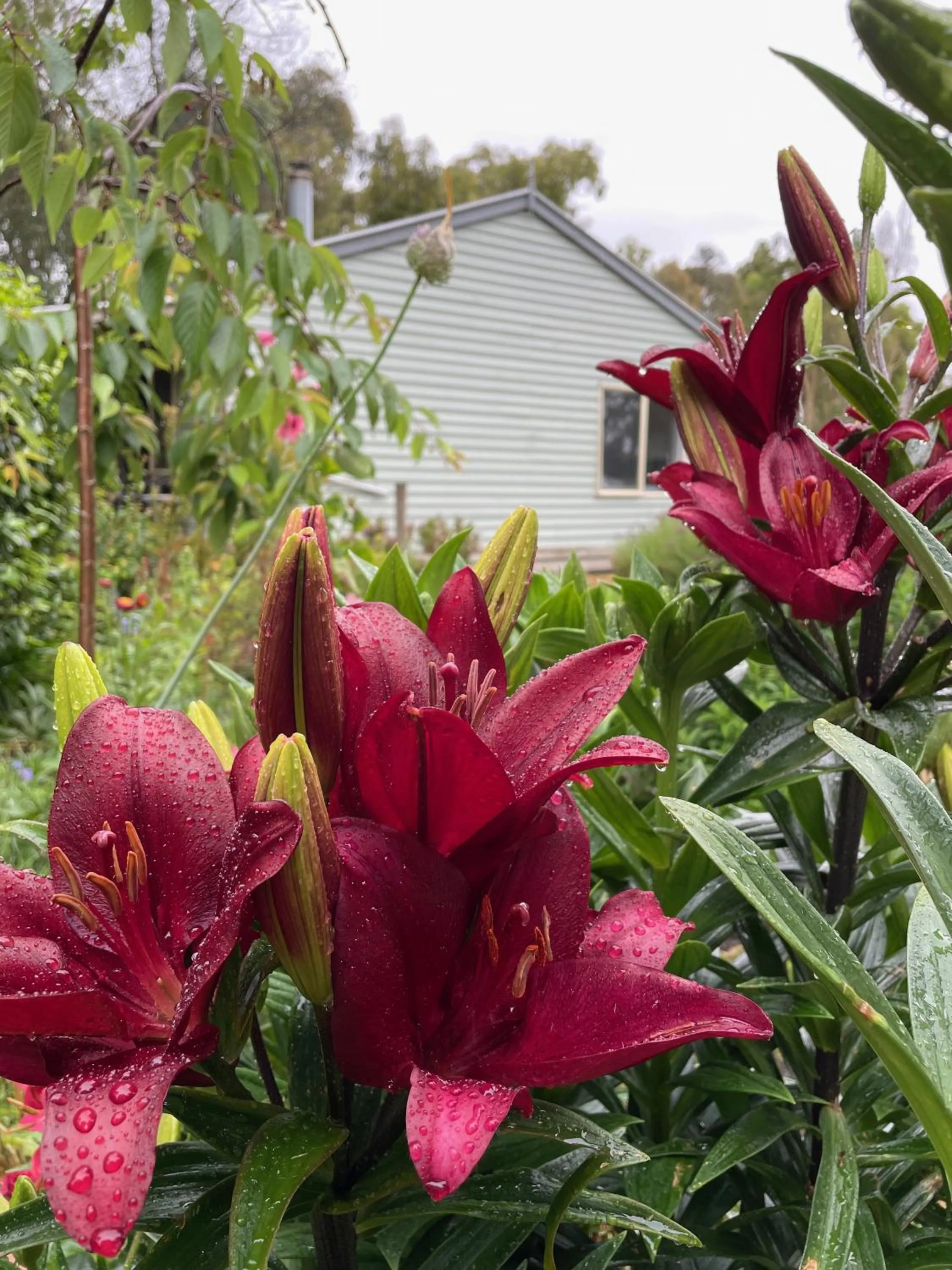 Garden in Tindoona Cottages