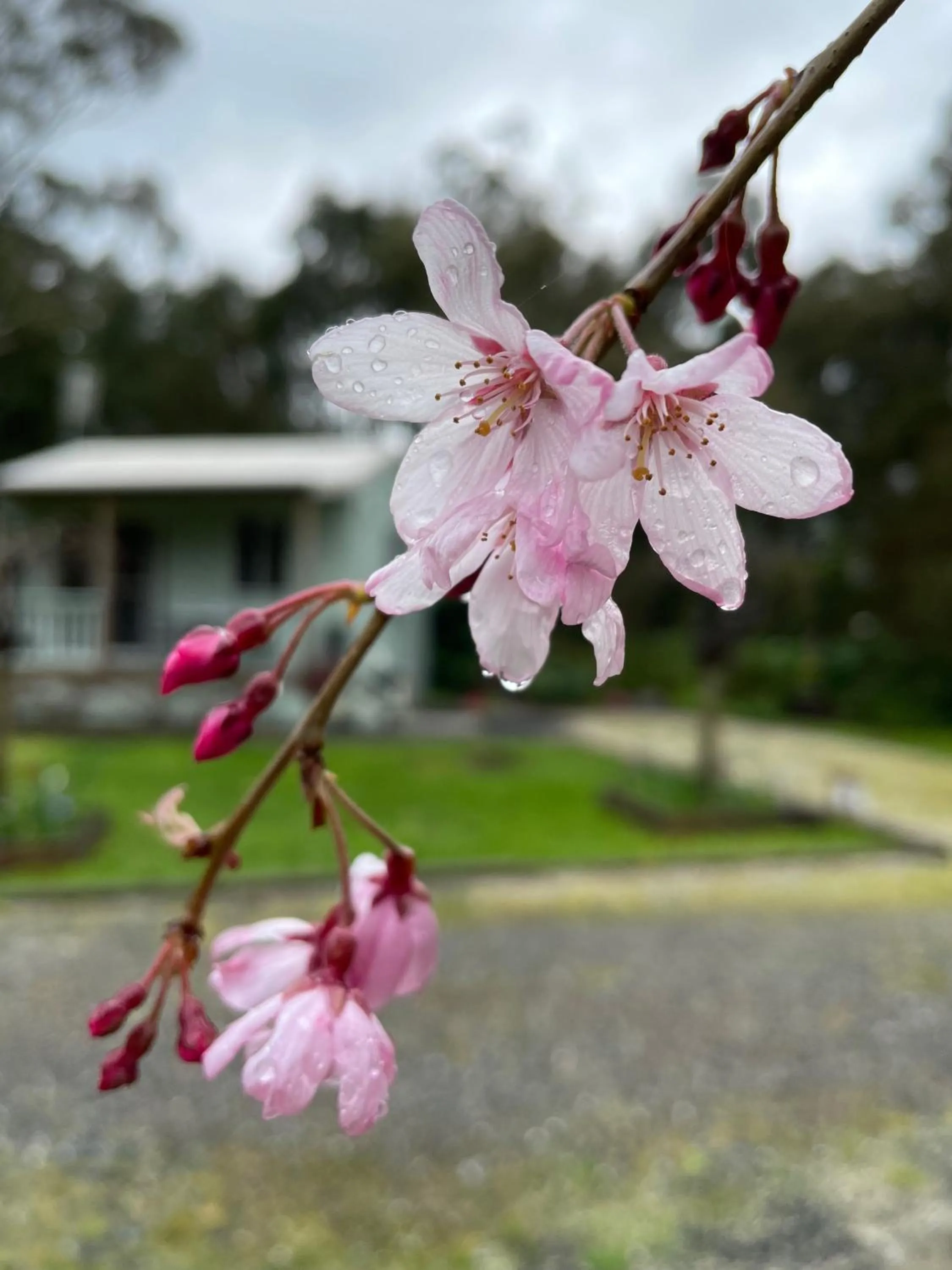 Garden view in Tindoona Cottages