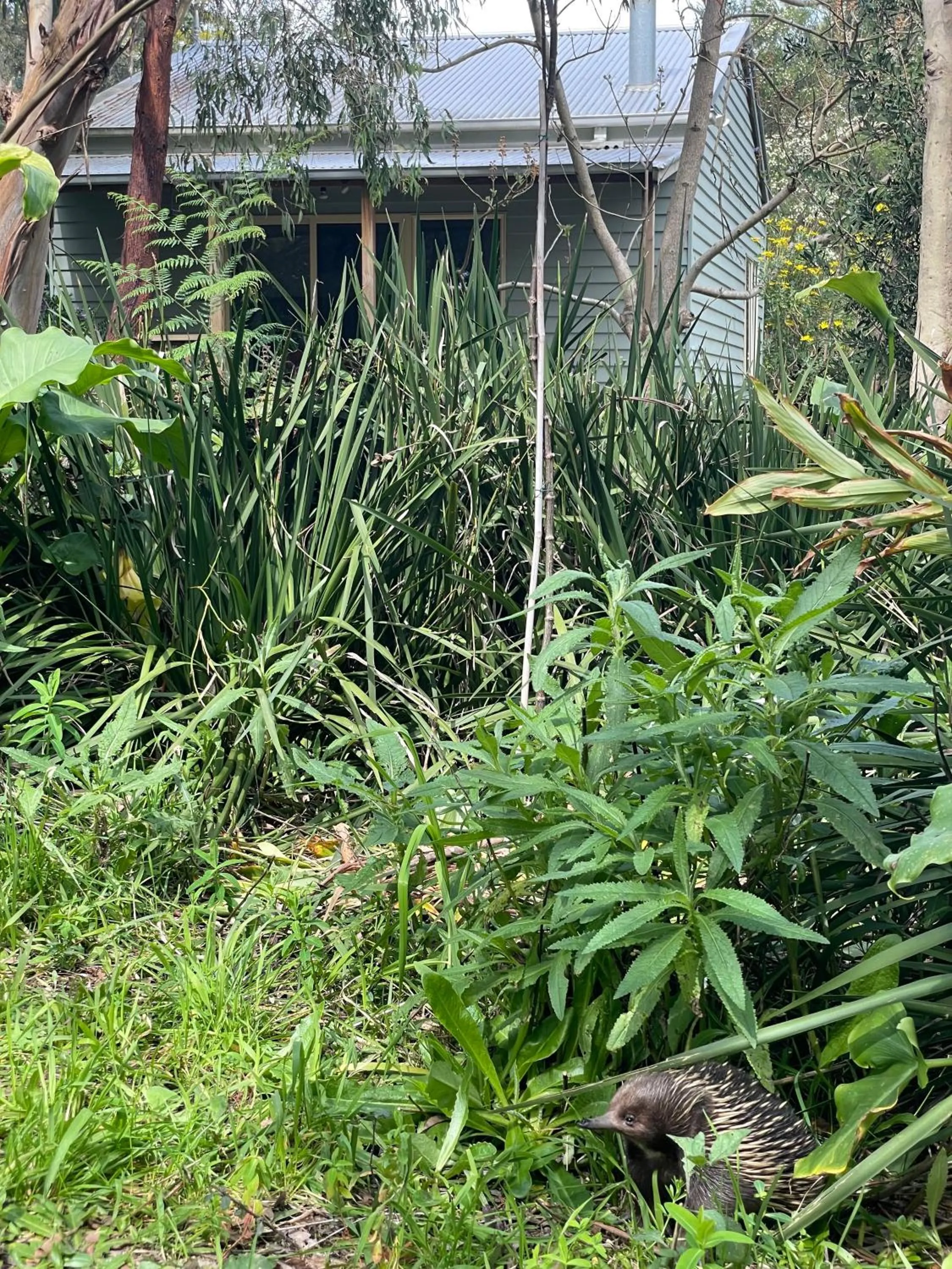 Animals in Tindoona Cottages