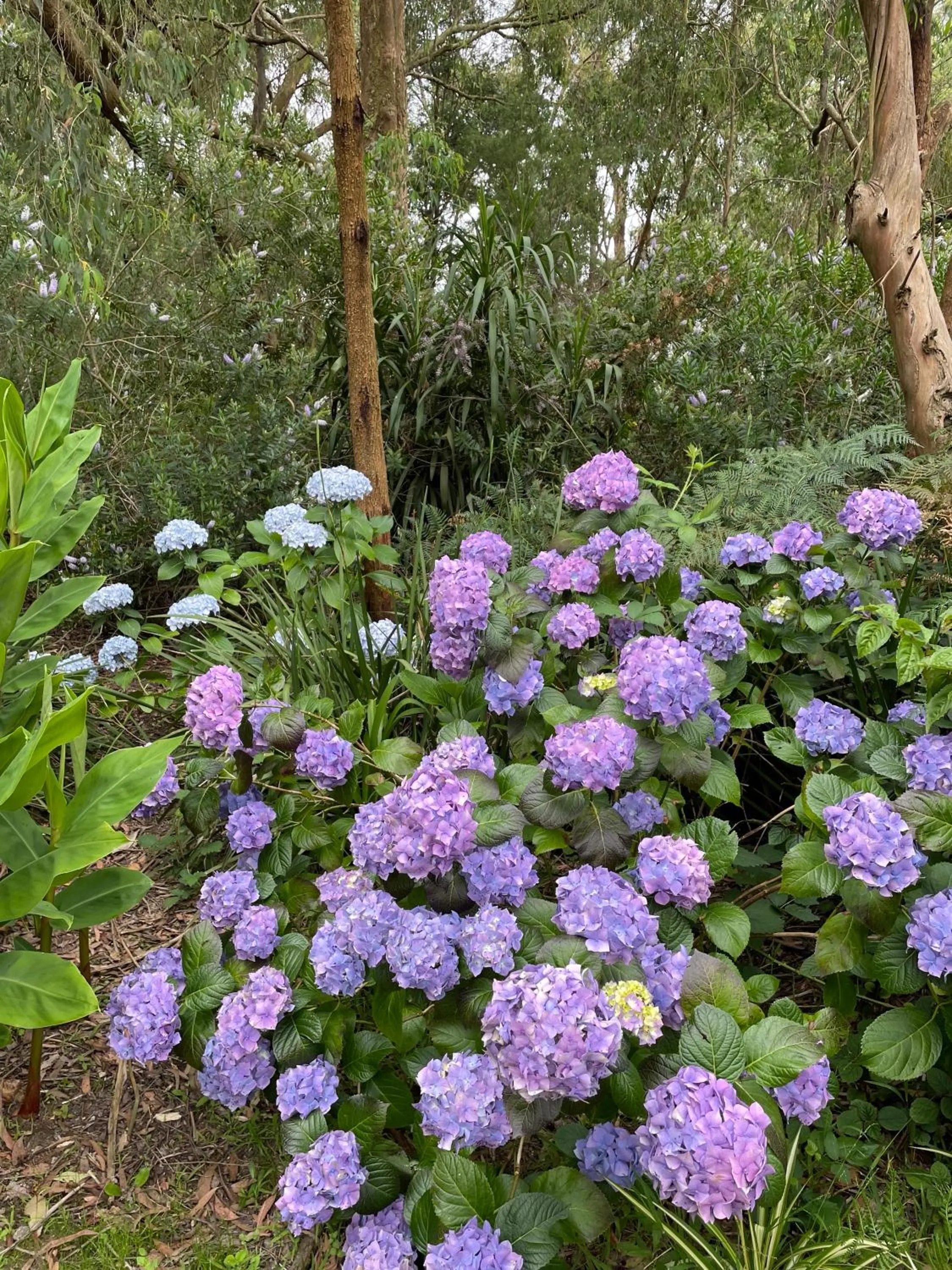 Garden in Tindoona Cottages
