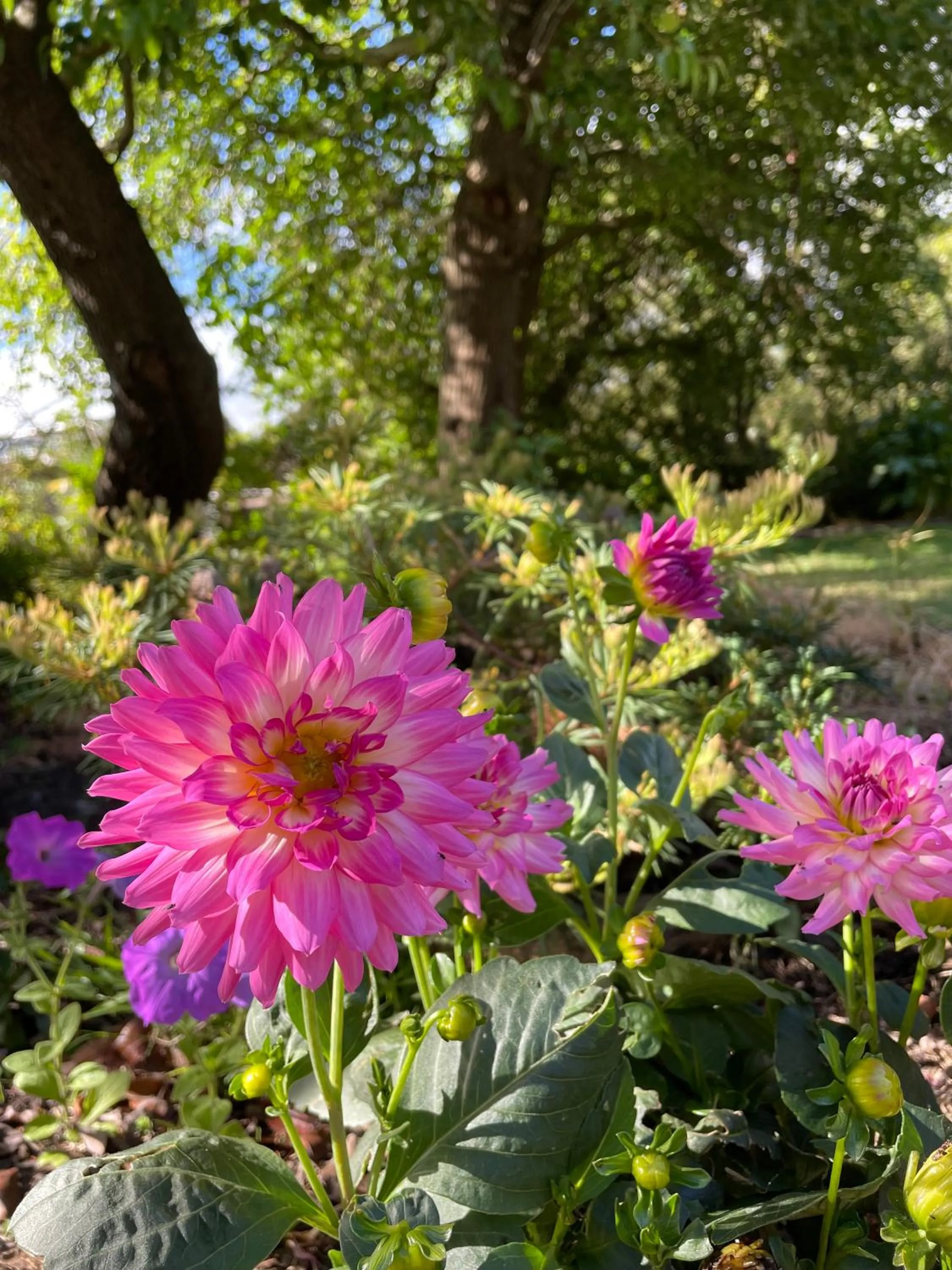 Garden in Tindoona Cottages