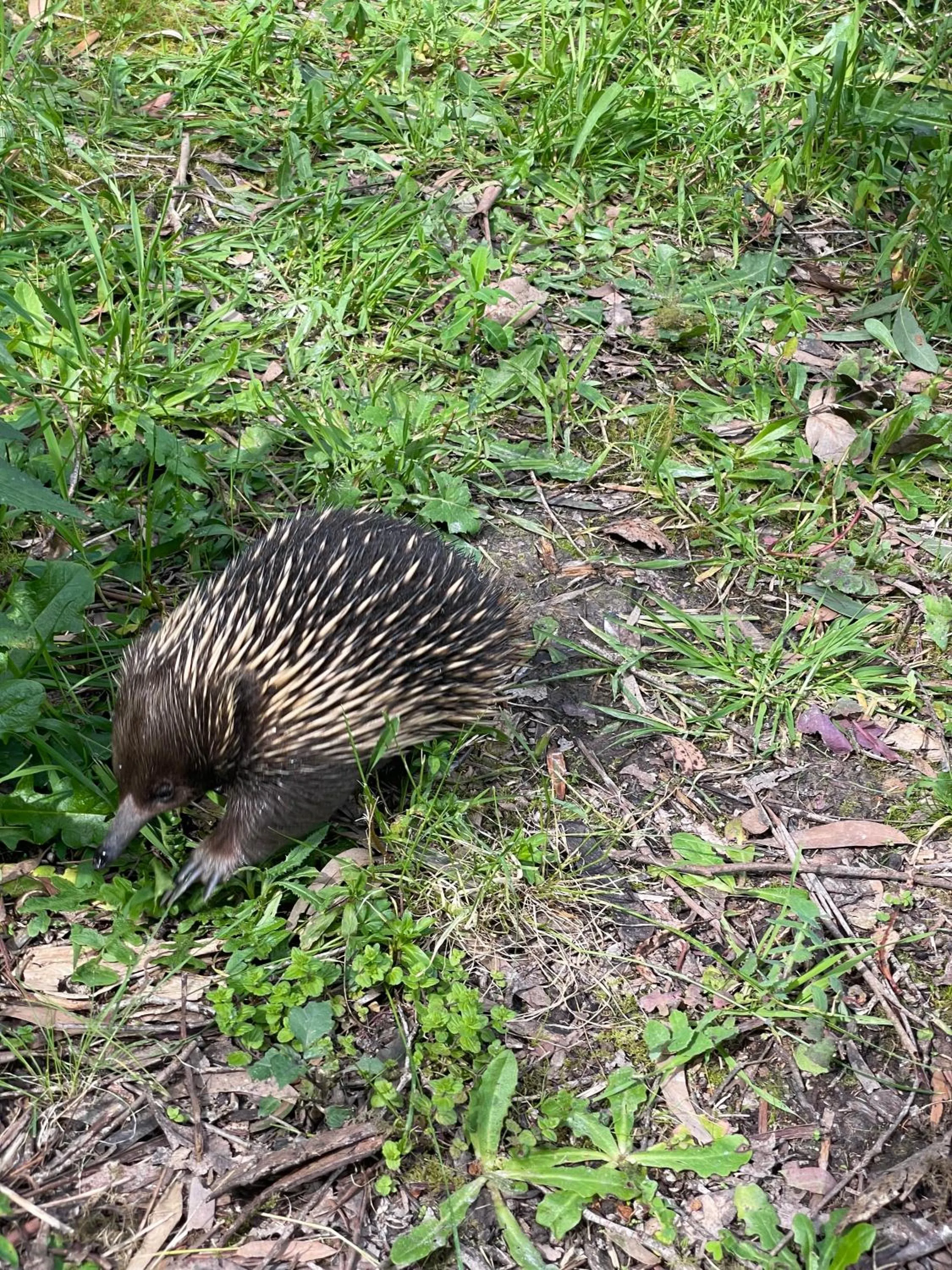 Animals in Tindoona Cottages