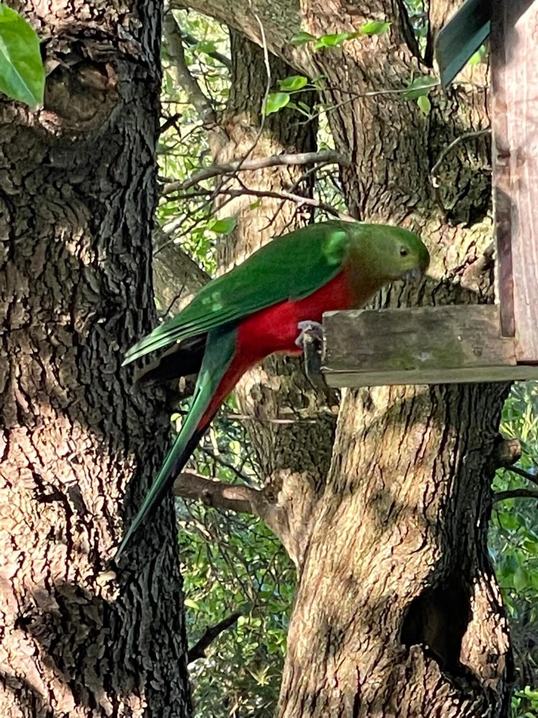 Animals in Tindoona Cottages