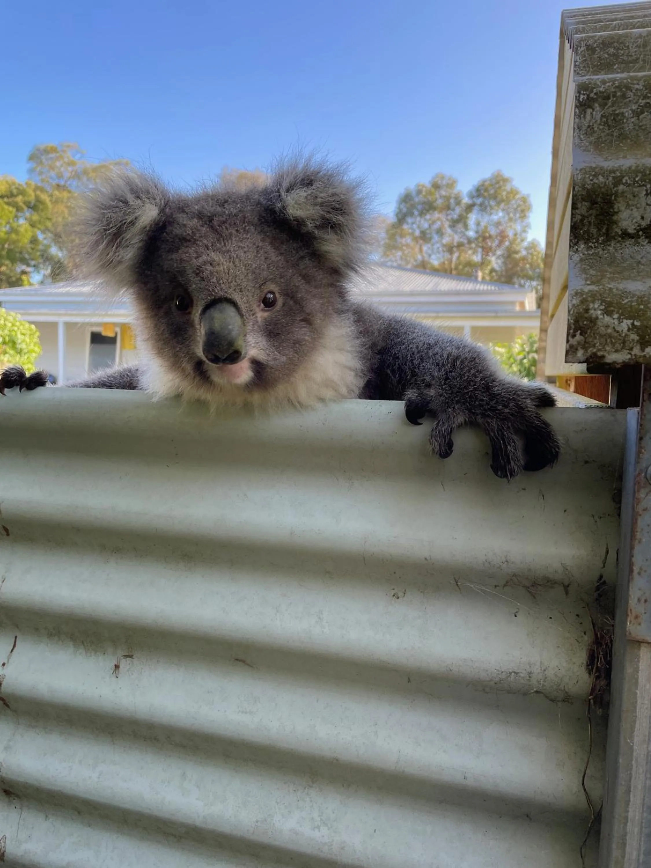 Animals in Tindoona Cottages