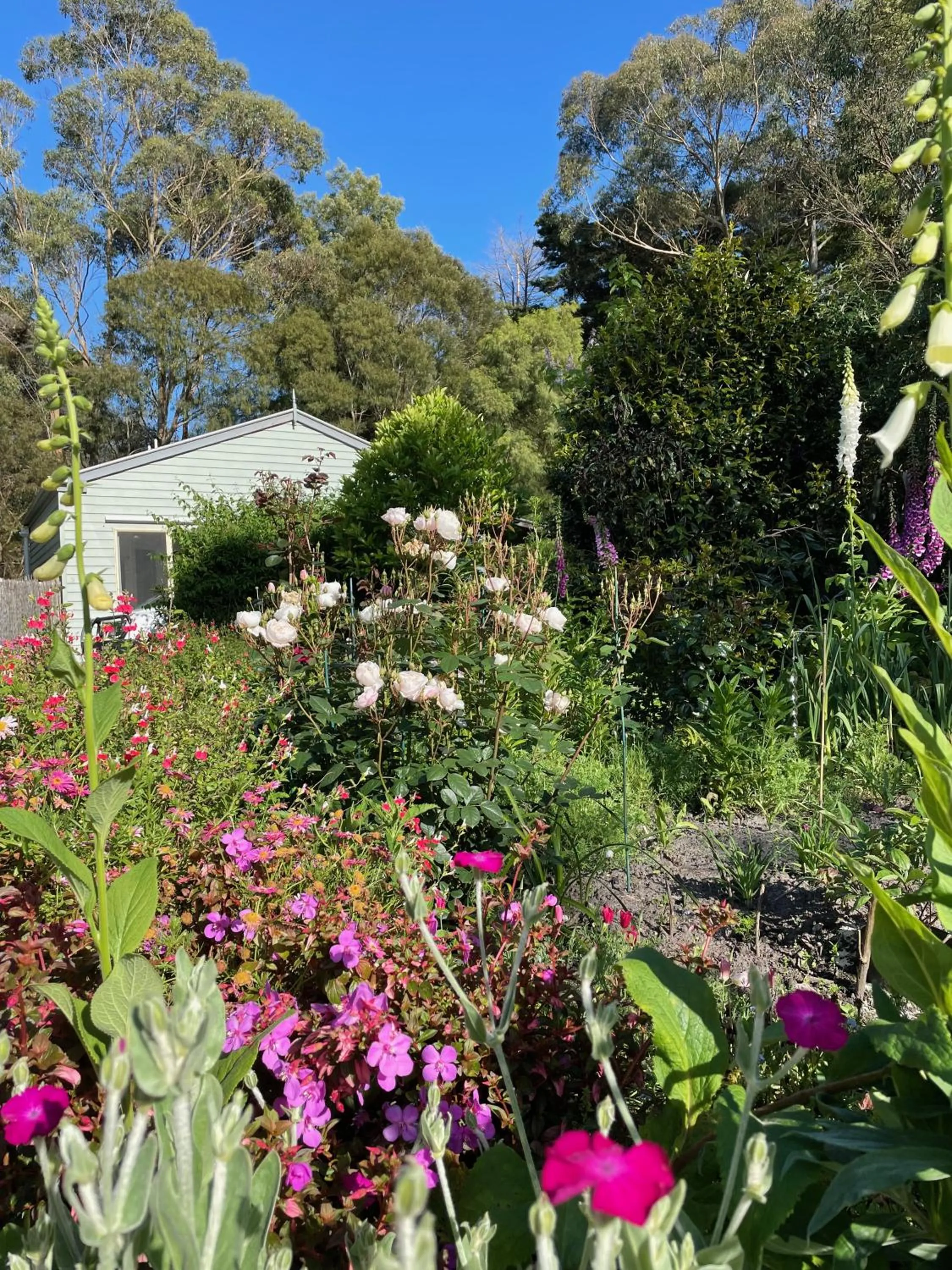 Garden in Tindoona Cottages