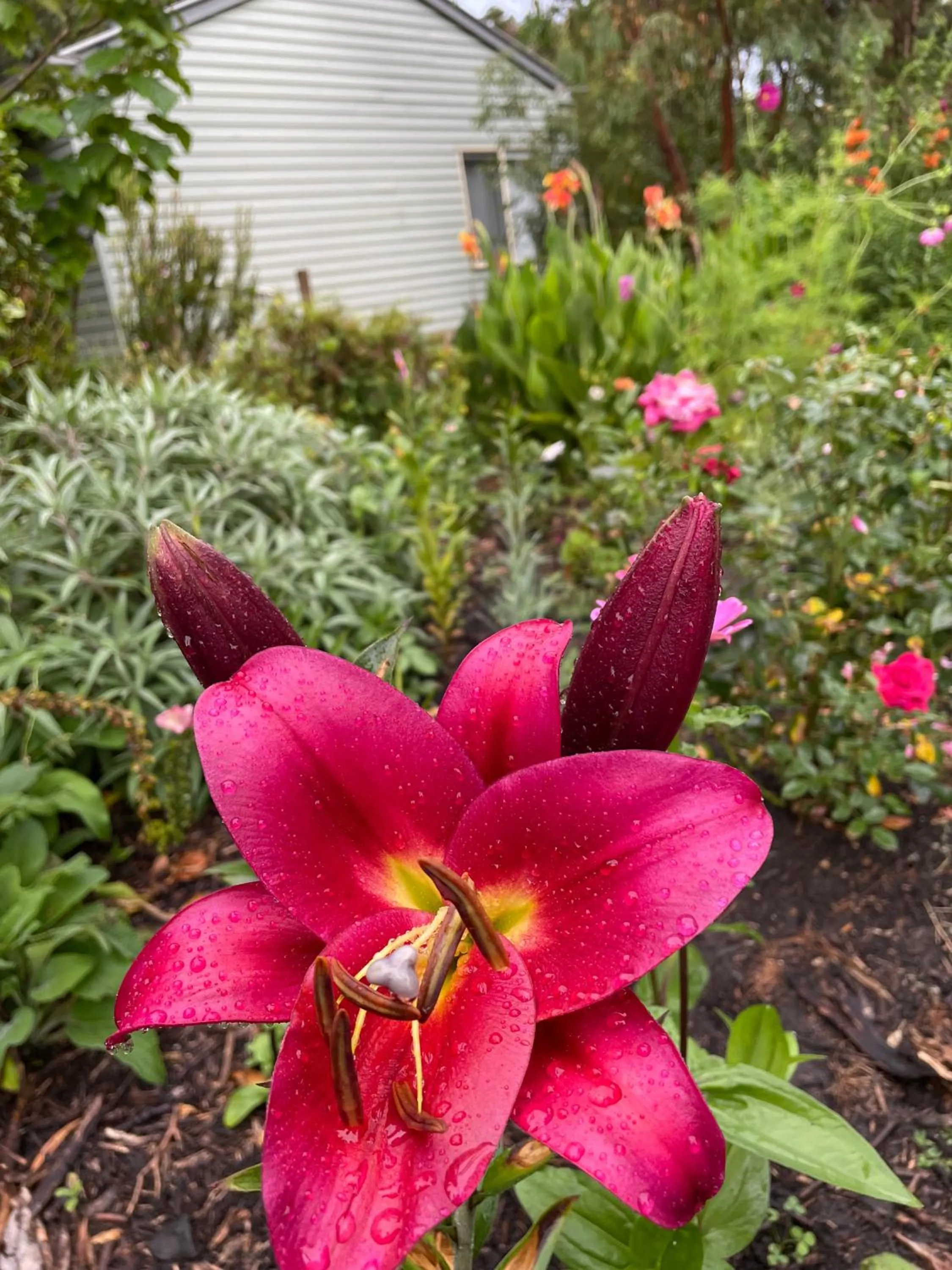 Garden in Tindoona Cottages