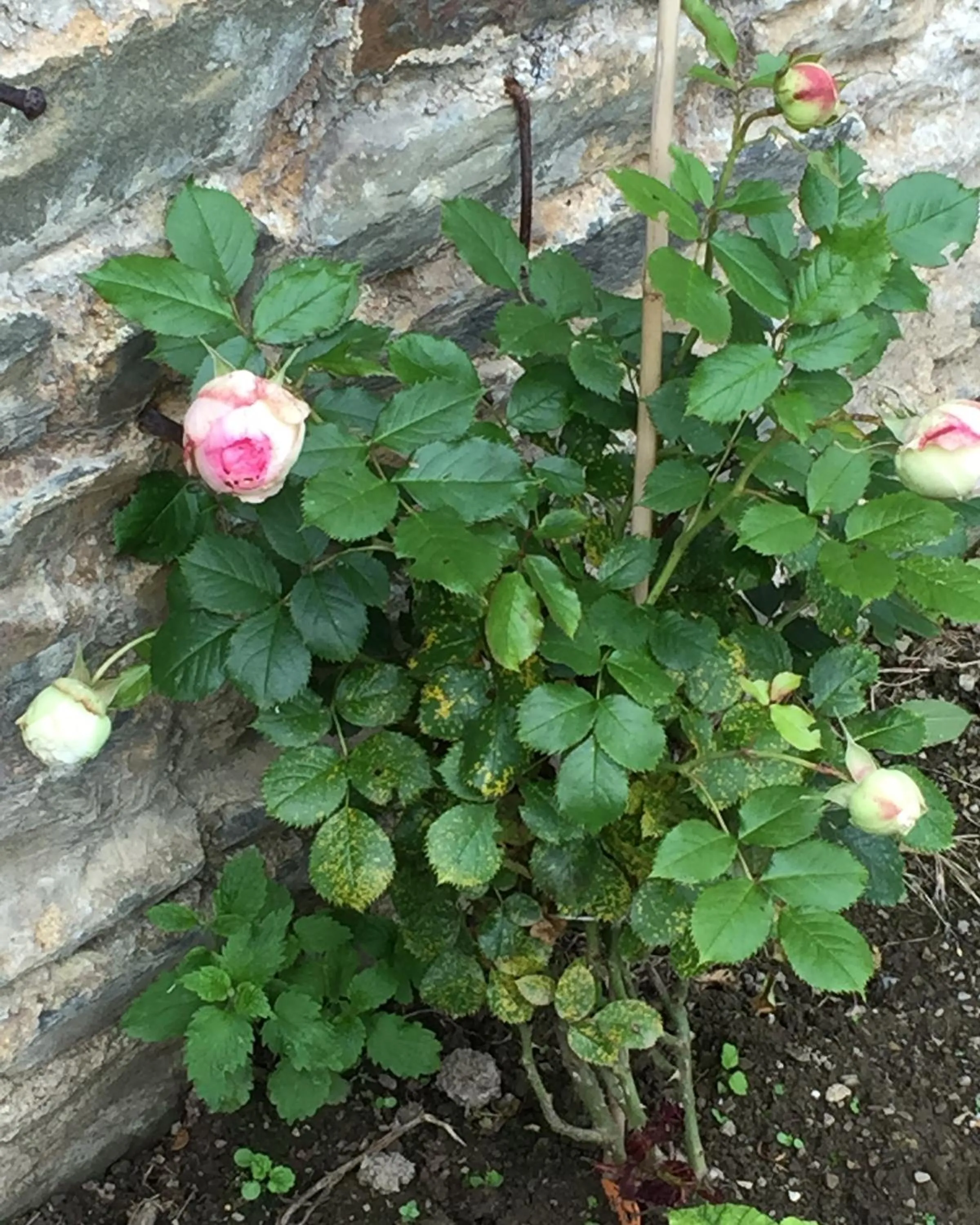 Garden in Le Manoir de Bénédicte B&B