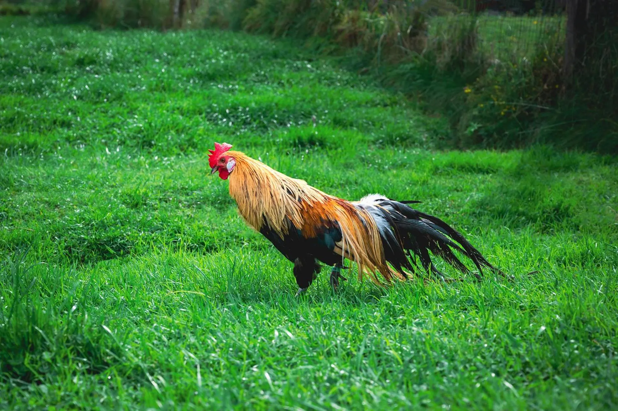 Animals in Zajazd Chyżne